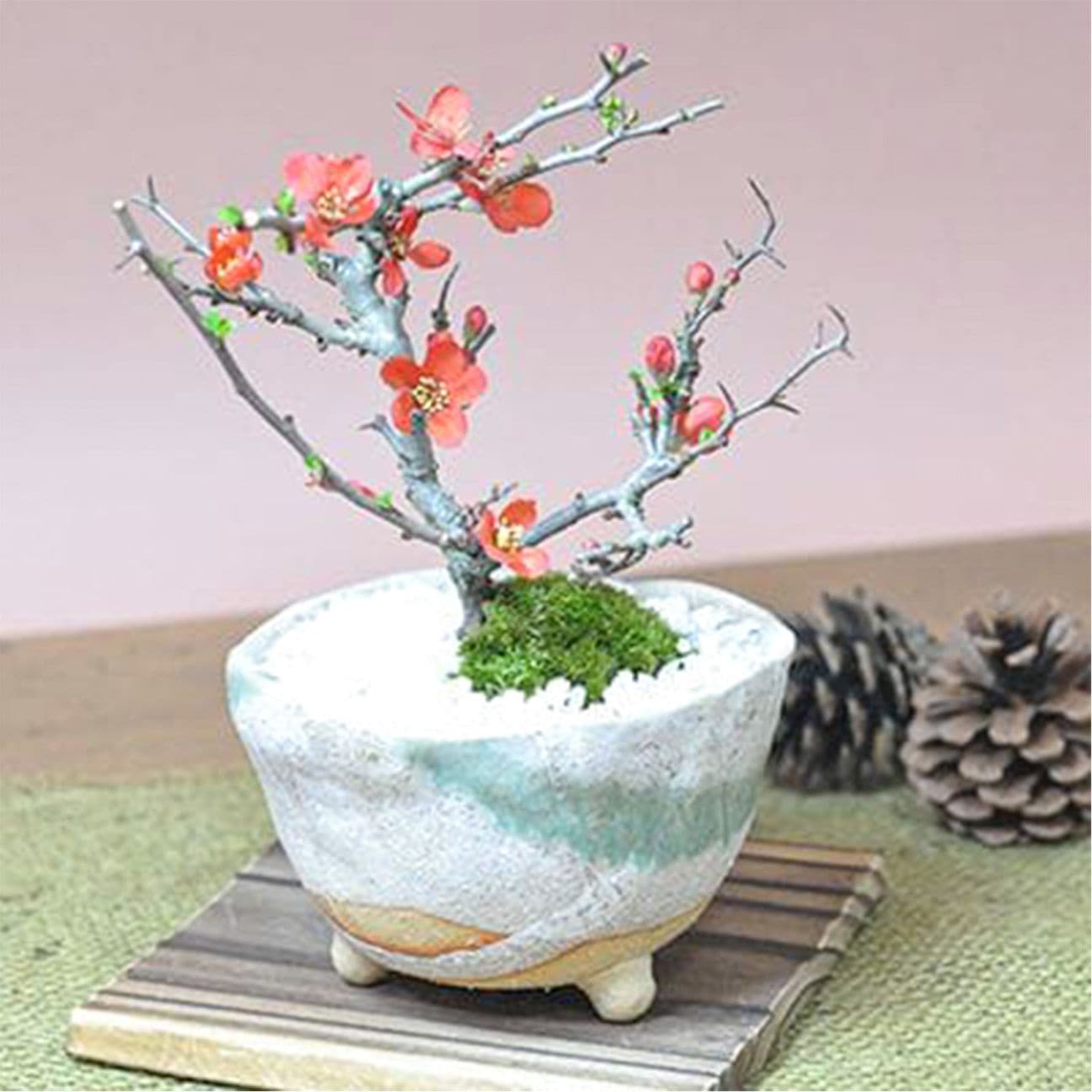 【父の日2026】長寿梅 信楽祝い鉢（6月17日（水）-6月21日（日）のお届け）