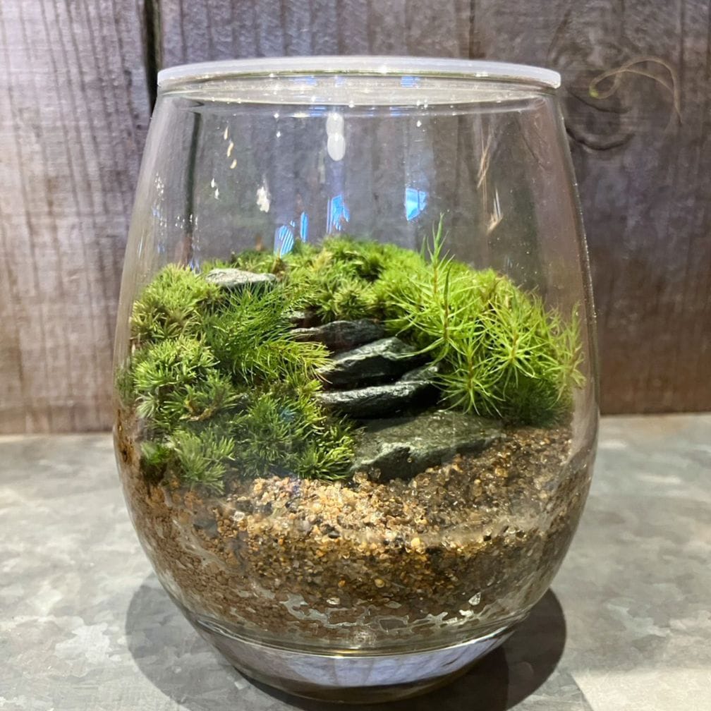 【父の日2026】苔テラリウム・お庭の入り口（6月17日（水）-6月21日（日）のお届け）