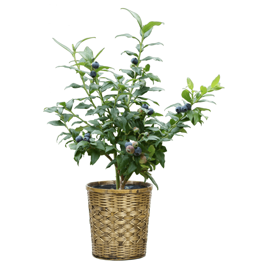 【母の日2026】ブルーベリーの木（5月6日（水）-5月10日（日）のお届け）