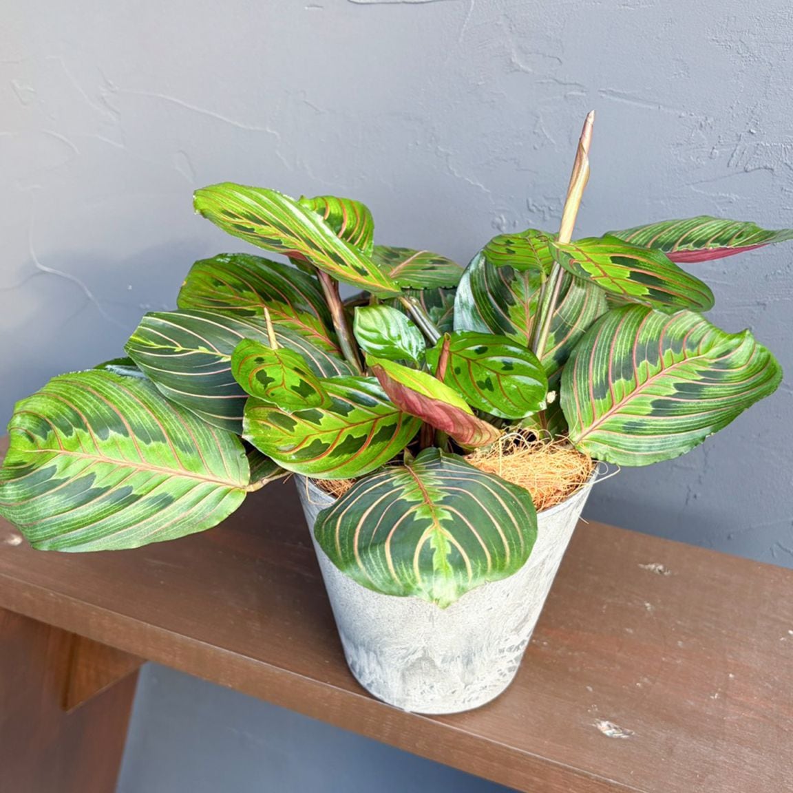 【母の日2026】マンタラ・ボスタフ（5月6日（水）-5月10日（日）のお届け）