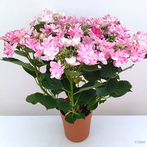 【母の日2026】あじさい・イズミチオリ（5月6日（水）-5月10日（日）のお届け）