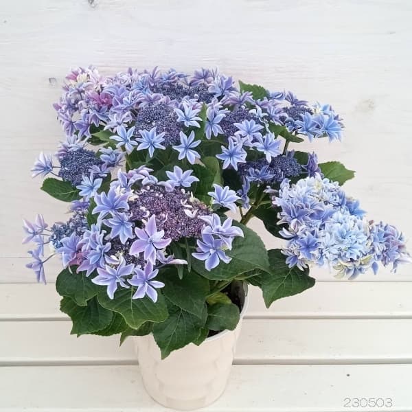 【母の日2026】あじさい・月虹（5月6日（水）-5月10日（日）のお届け）