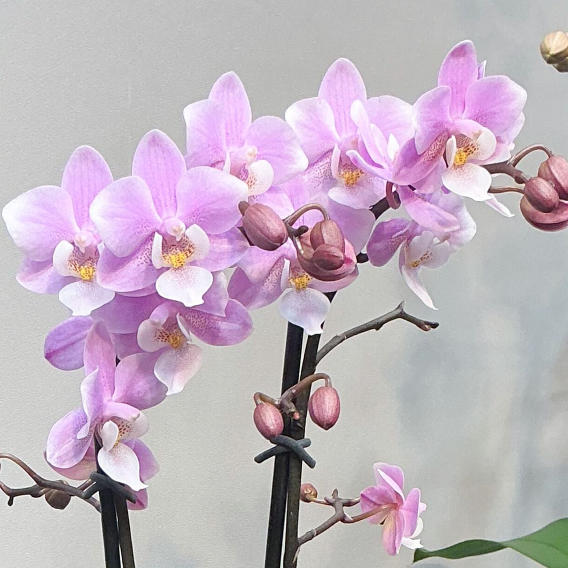 【母の日2026】ミディー胡蝶蘭 ranto サクラン（5月6日（水）-5月10日（日）のお届け）