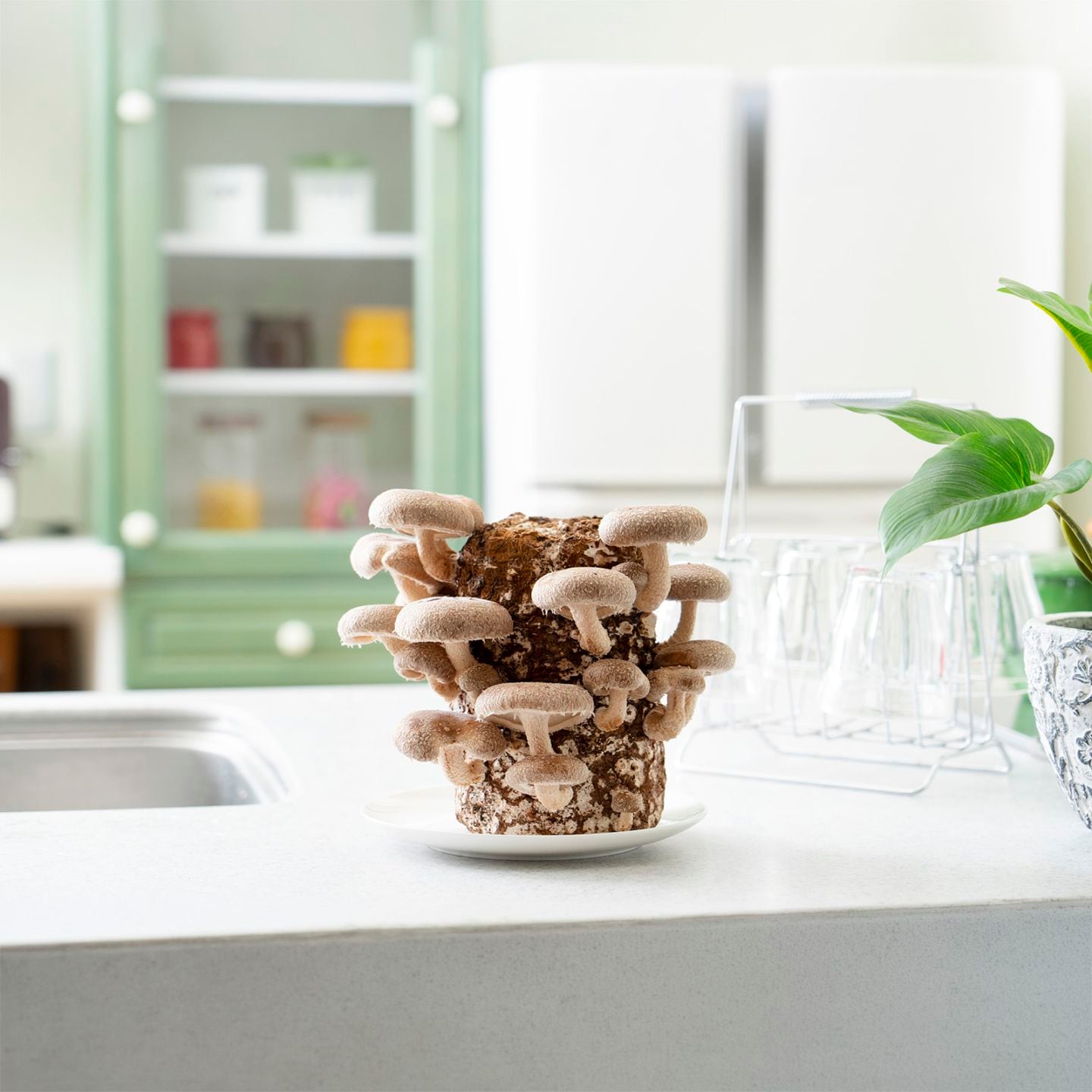 【母の日2026】しいたけ栽培セット（5月6日（水）-5月10日（日）のお届け）