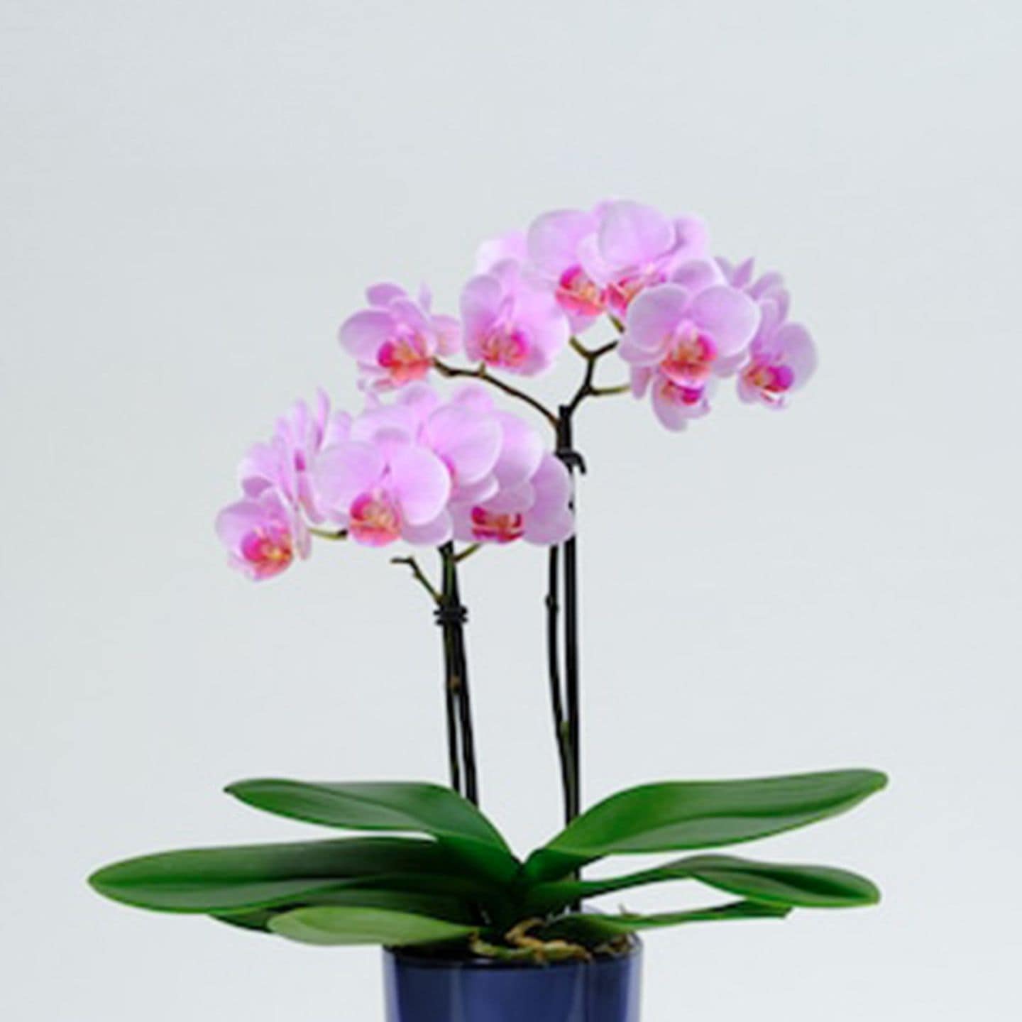 【母の日2026】ミディー胡蝶蘭 ranto ピンク系（5月6日（水）-5月10日（日）のお届け）