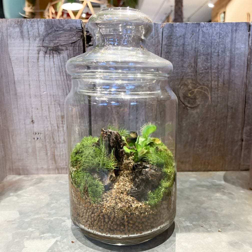 【父の日2026】苔テラリウム・お庭（6月17日（水）-6月21日（日）のお届け）