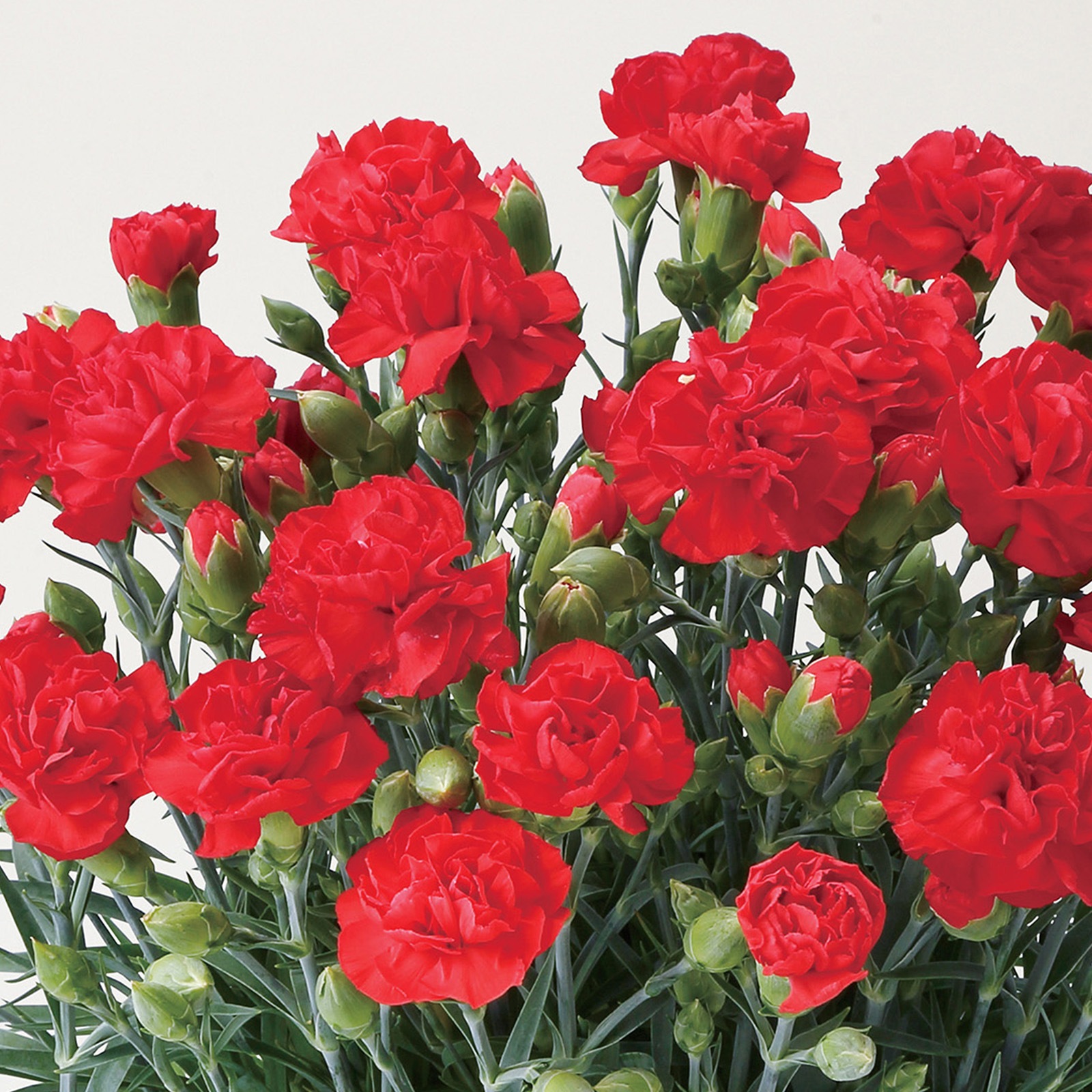 【母の日2026】カーネーション・レッド(5月6日(水)-5月10日(日)のお届け)