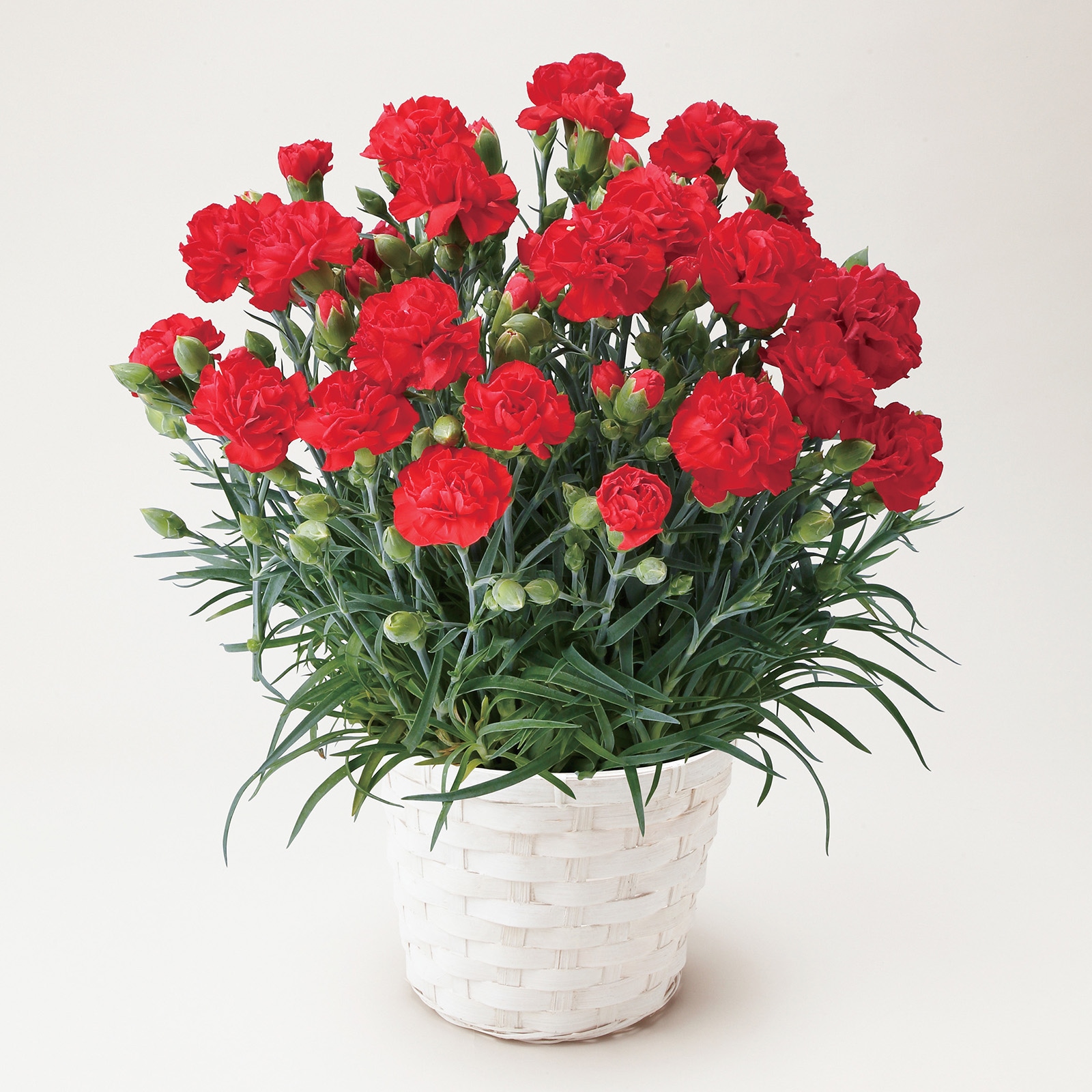 【母の日2026】カーネーション・レッド(5月6日(水)-5月10日(日)のお届け)