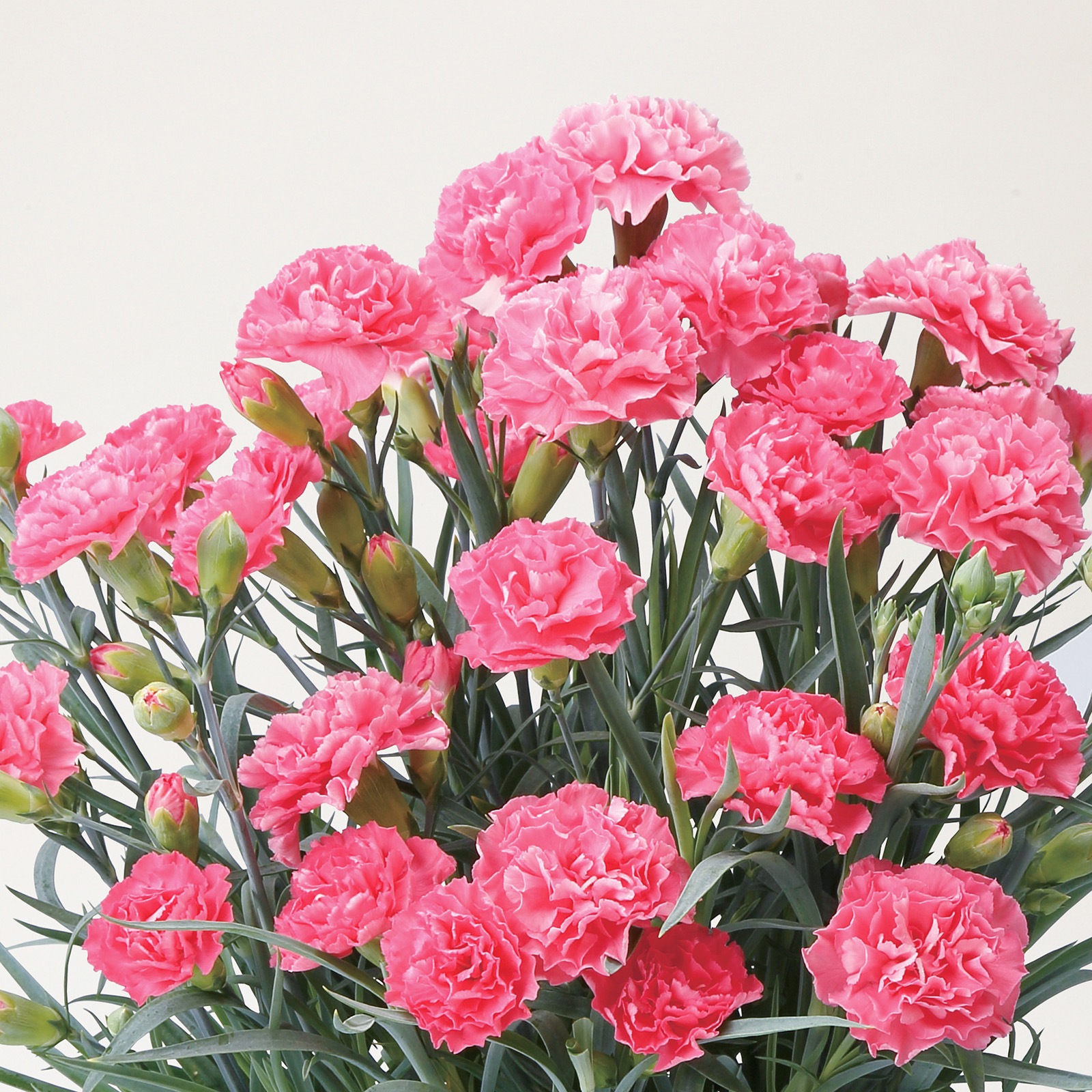 【母の日2026】カーネーション・ピンク（5月6日（水）-5月10日（日）のお届け）