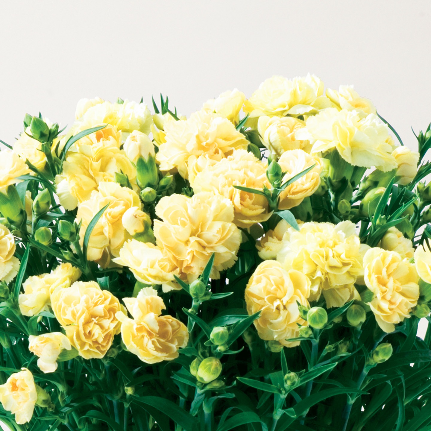 【母の日2026】カーネーション・イエロー(5月6日(水)-5月10日(日)のお届け)