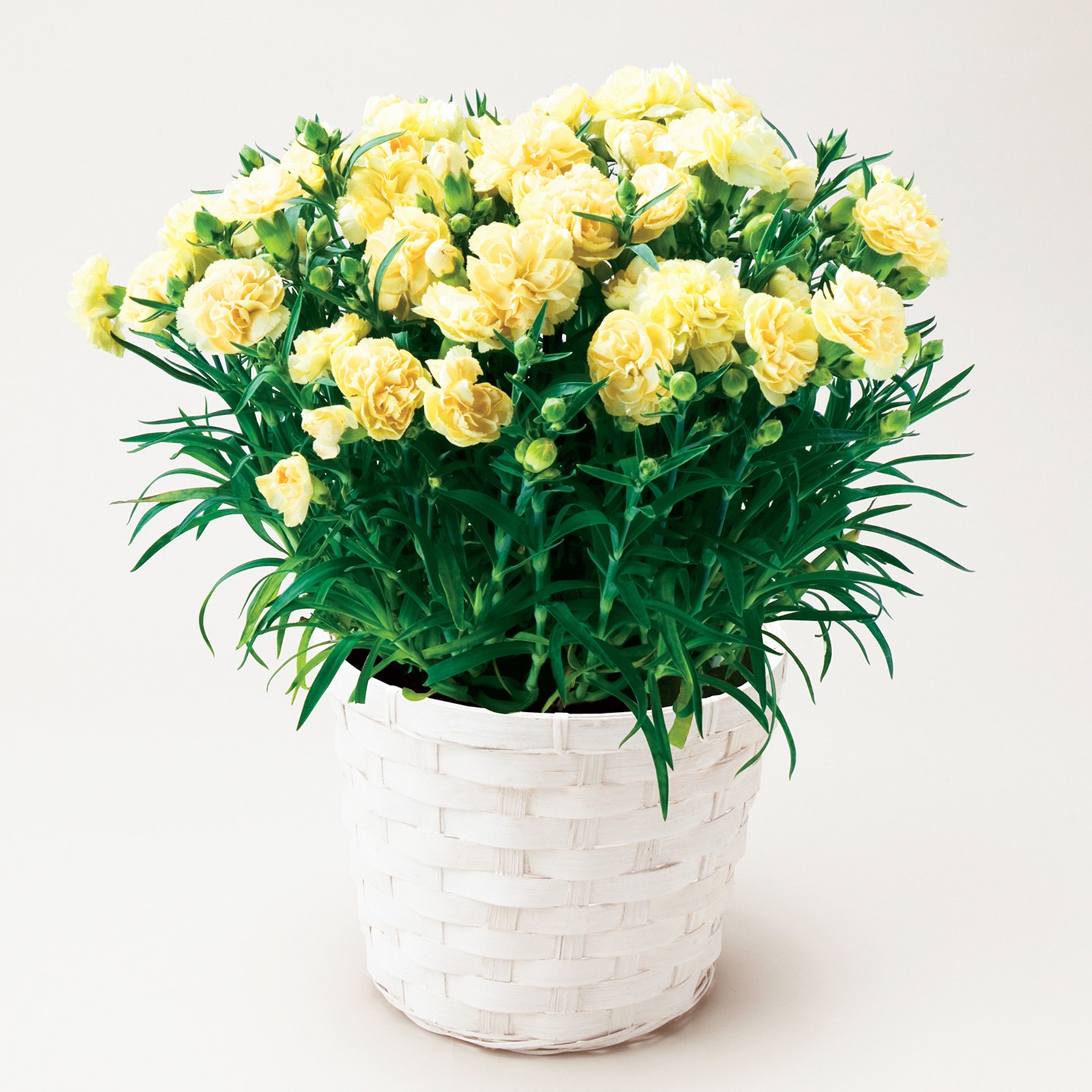 【母の日2026】カーネーション・イエロー(5月6日(水)-5月10日(日)のお届け)