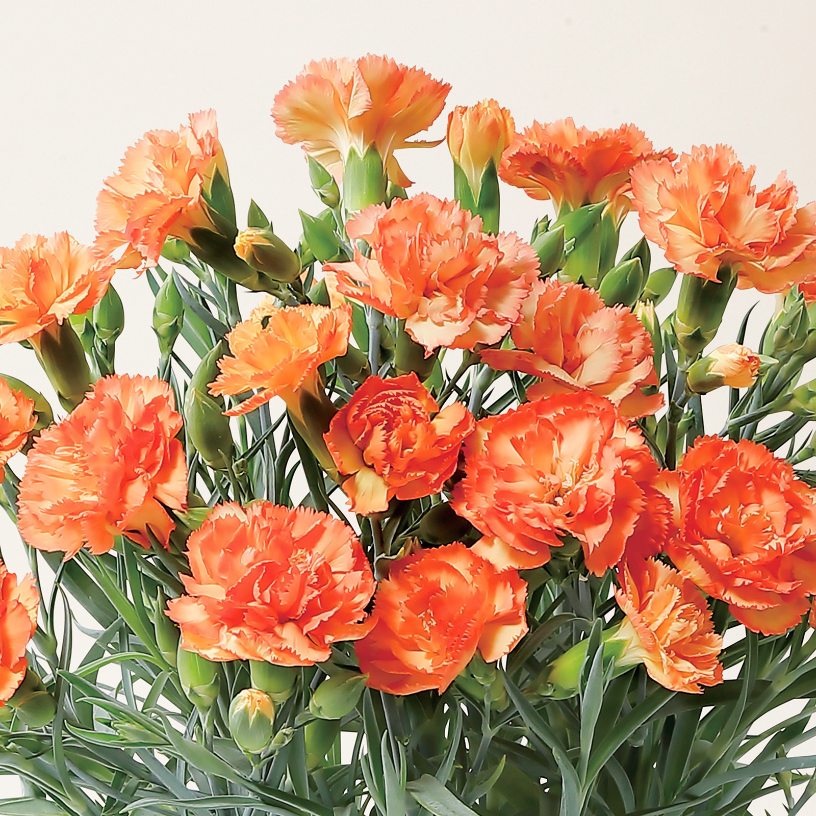 【母の日2026】カーネーション・オレンジ(5月6日(水)-5月10日(日)のお届け)