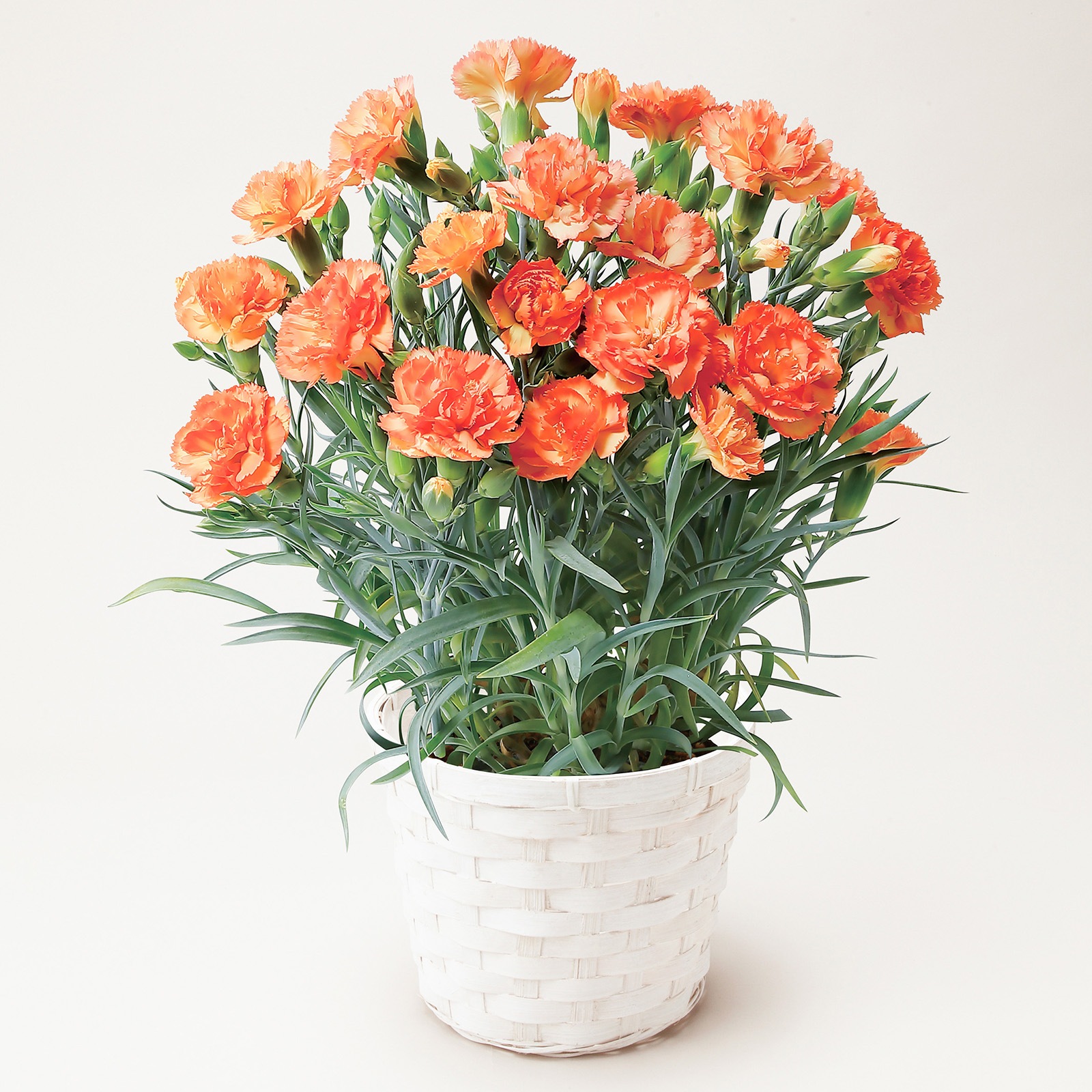 【母の日2026】カーネーション・オレンジ(5月6日(水)-5月10日(日)のお届け)