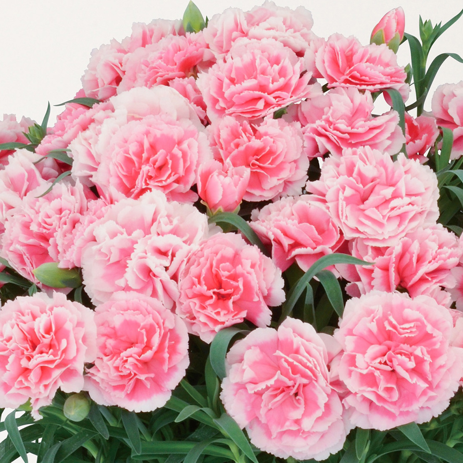 【母の日2026】カーネーション・ティーパーティー（5月6日（水）-5月10日（日）のお届け）