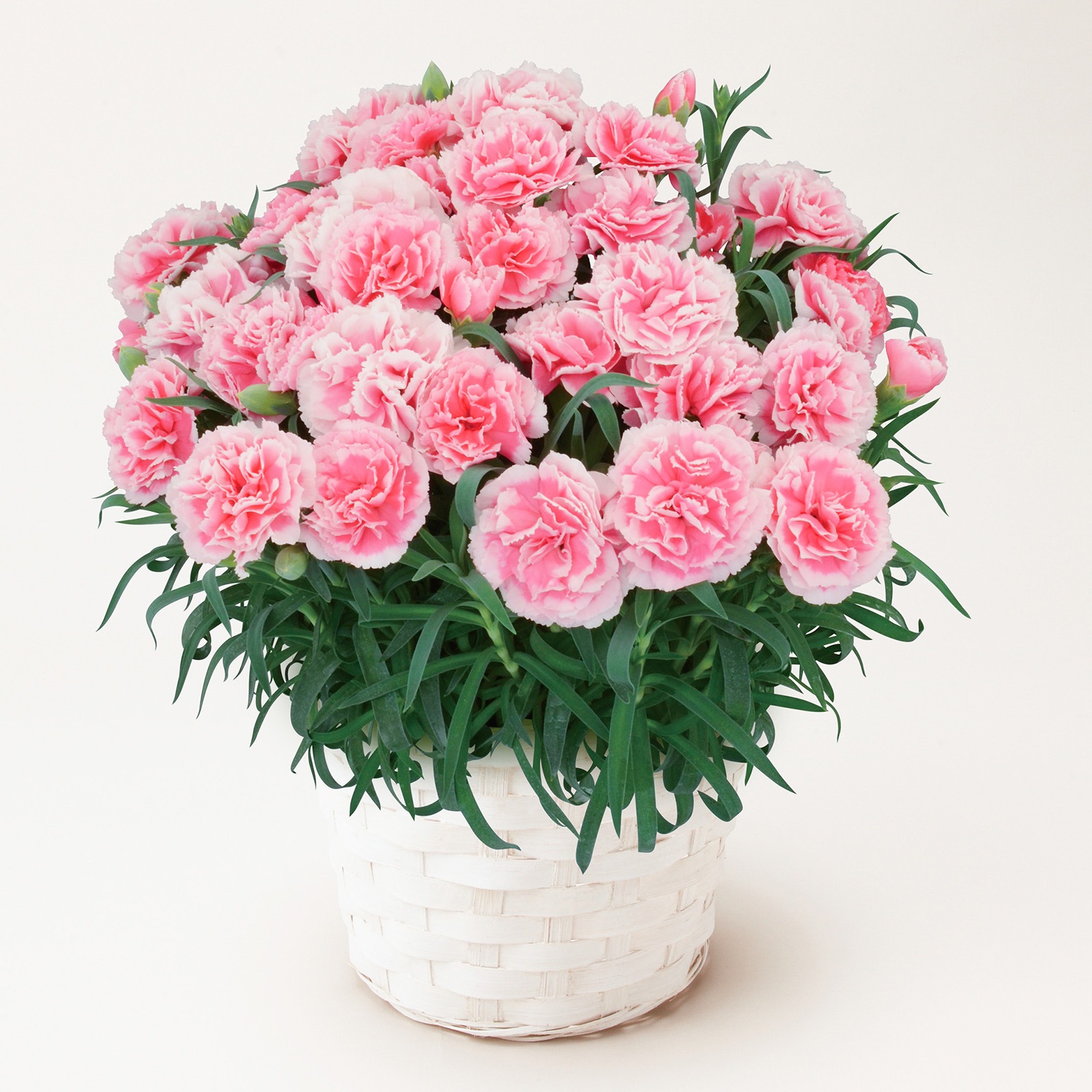 【母の日2026】カーネーション・ティーパーティー（5月6日（水）-5月10日（日）のお届け）