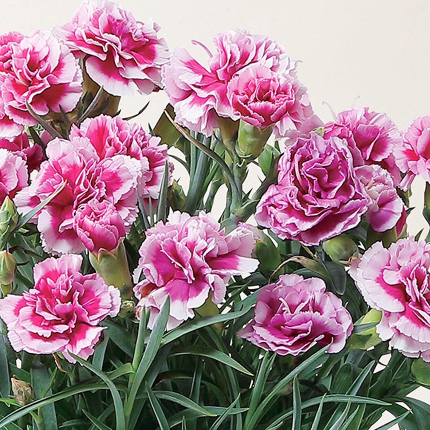 【母の日2026】カーネーション・オルフィカ（5月6日（水）-5月10日（日）のお届け）