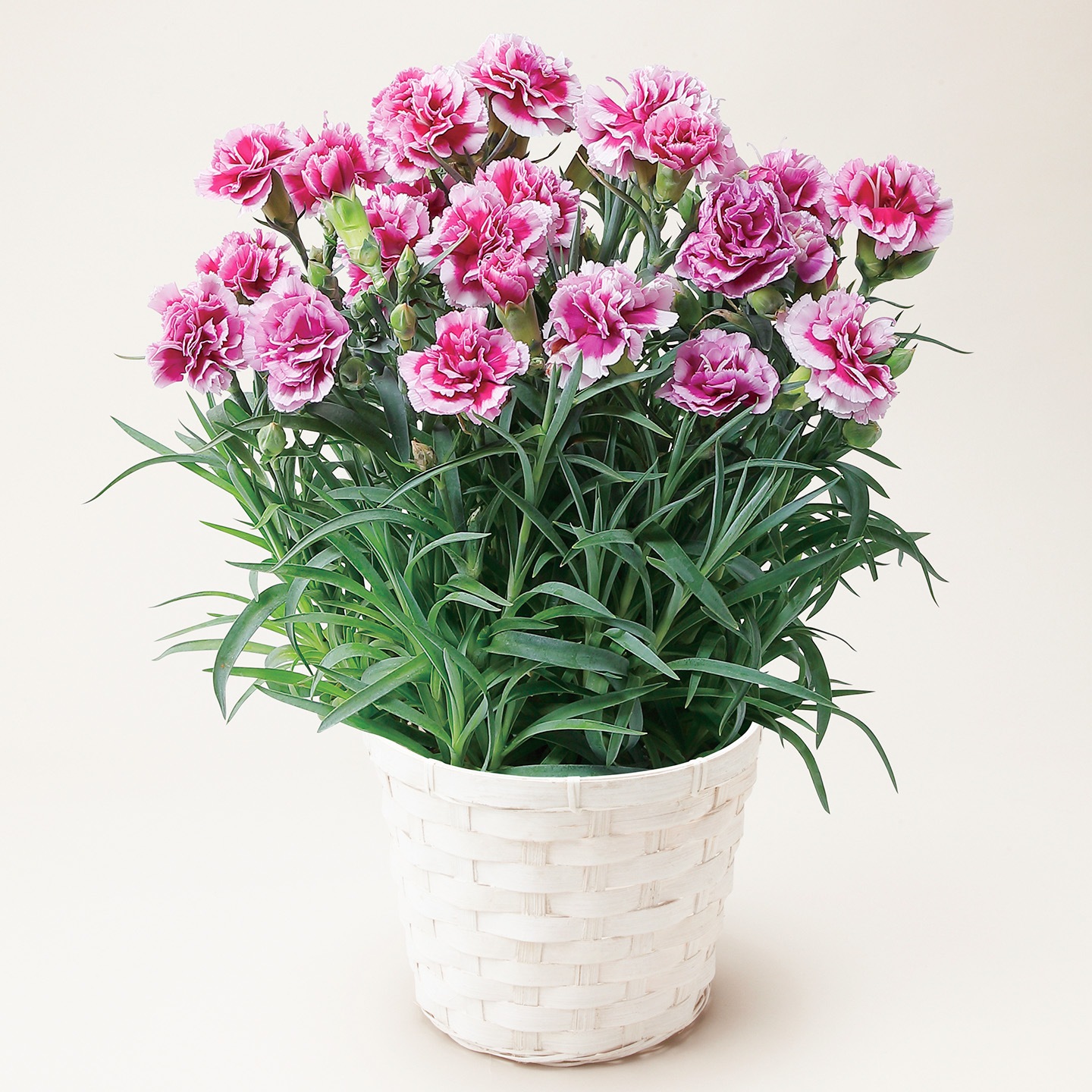 【母の日2026】カーネーション・オルフィカ（5月6日（水）-5月10日（日）のお届け）