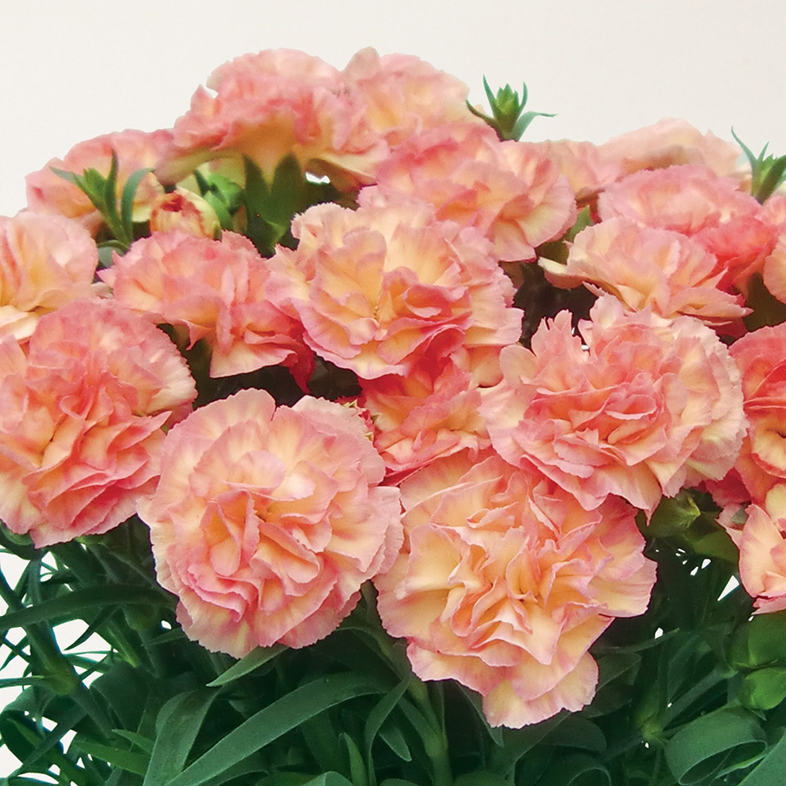 【母の日2026】カーネーション・フロリアーヌ（5月6日（水）-5月10日（日）のお届け）