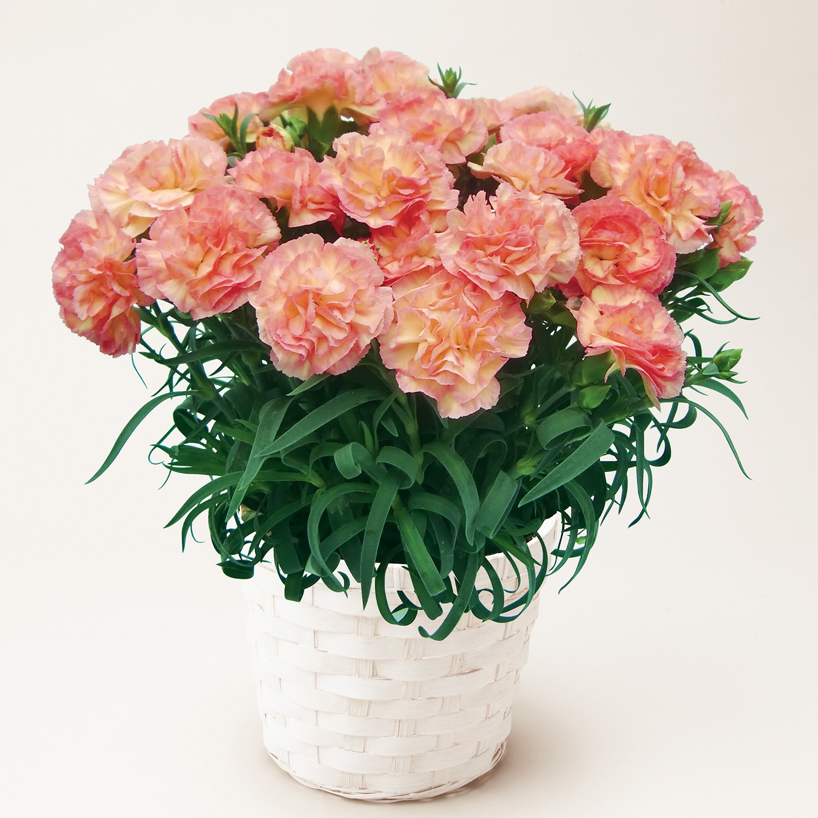 【母の日2026】カーネーション・フロリアーヌ（5月6日（水）-5月10日（日）のお届け）