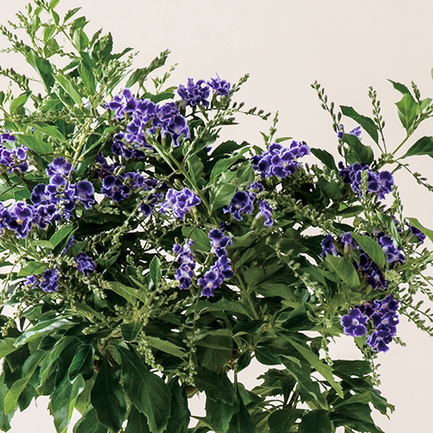 【母の日2026】デュランタ宝塚（5月6日（水）-5月10日（日）のお届け）