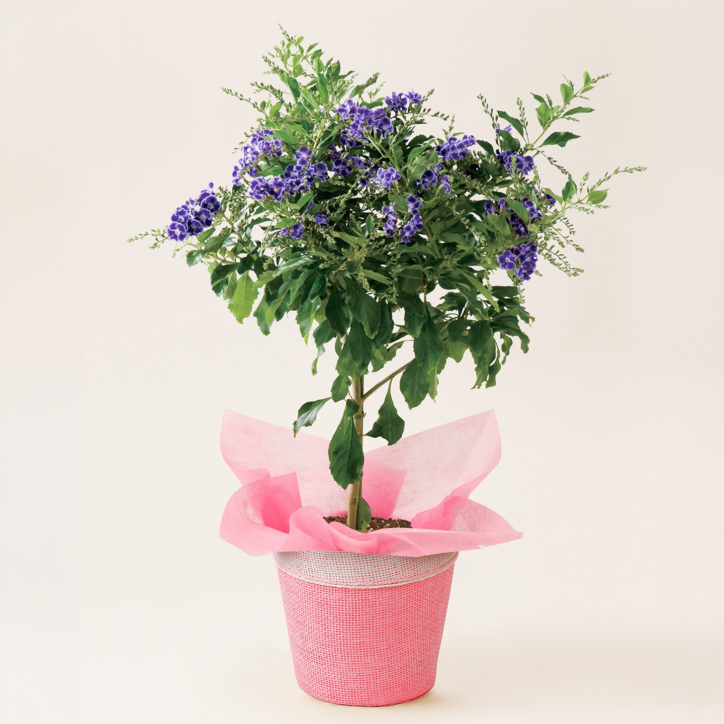 【母の日2026】デュランタ宝塚（5月6日（水）-5月10日（日）のお届け）