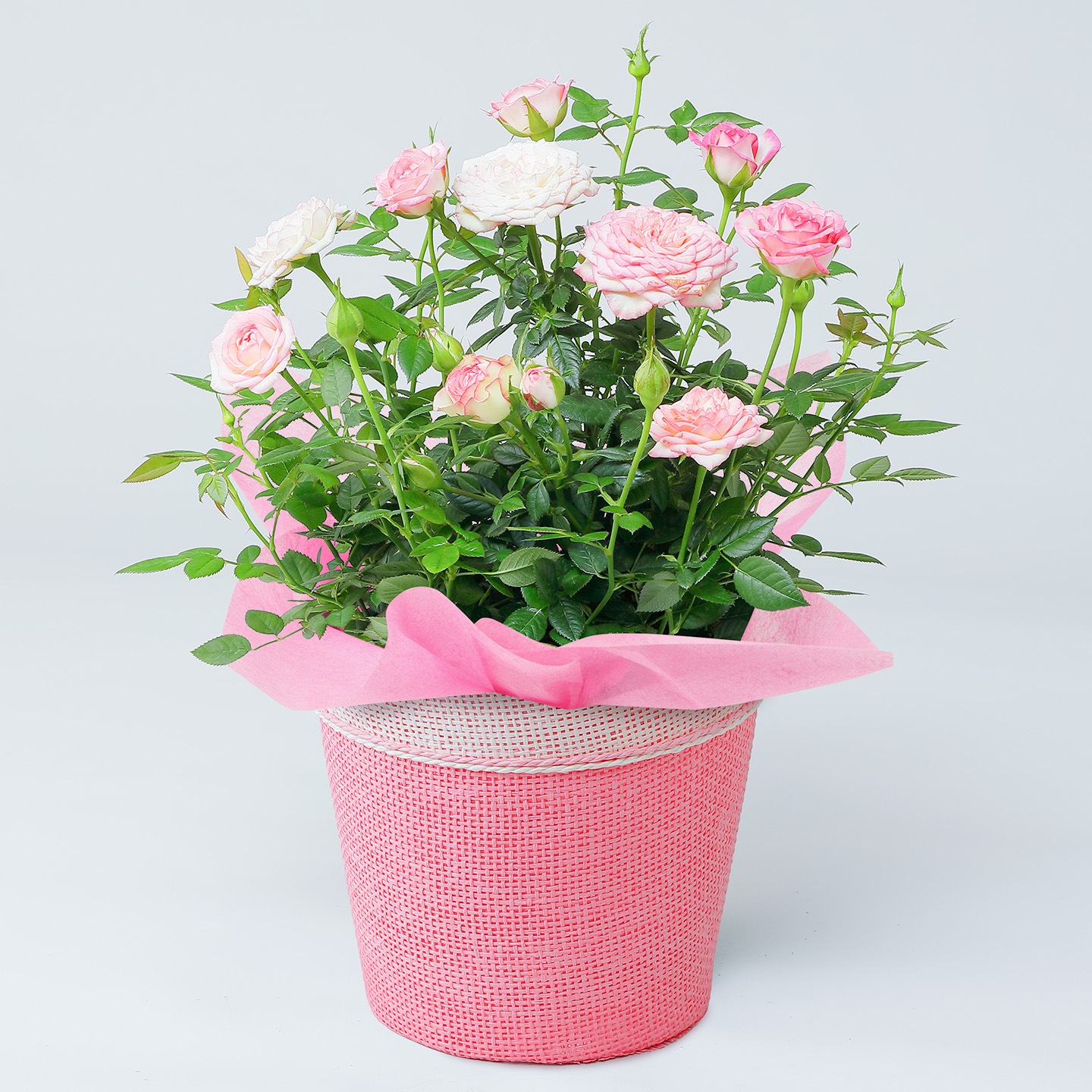 【母の日2026】ローズ・カルーセルコルナーダ（5月6日（水）-5月10日（日）のお届け）