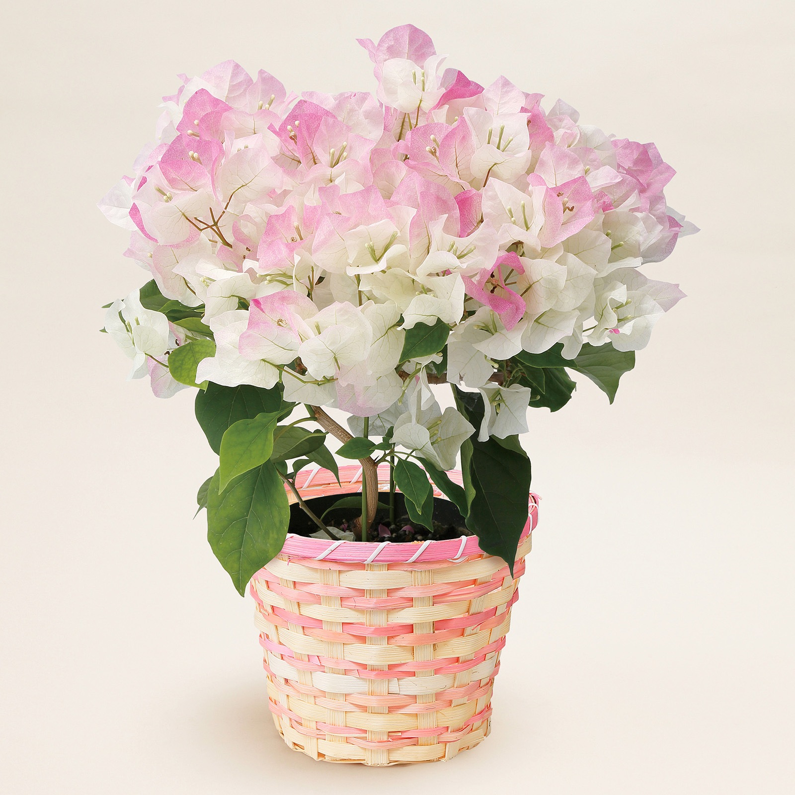 【母の日2026】ブーゲンビレア・ピンクグラデーション(5月6日(水)-5月10日(日)のお届け)