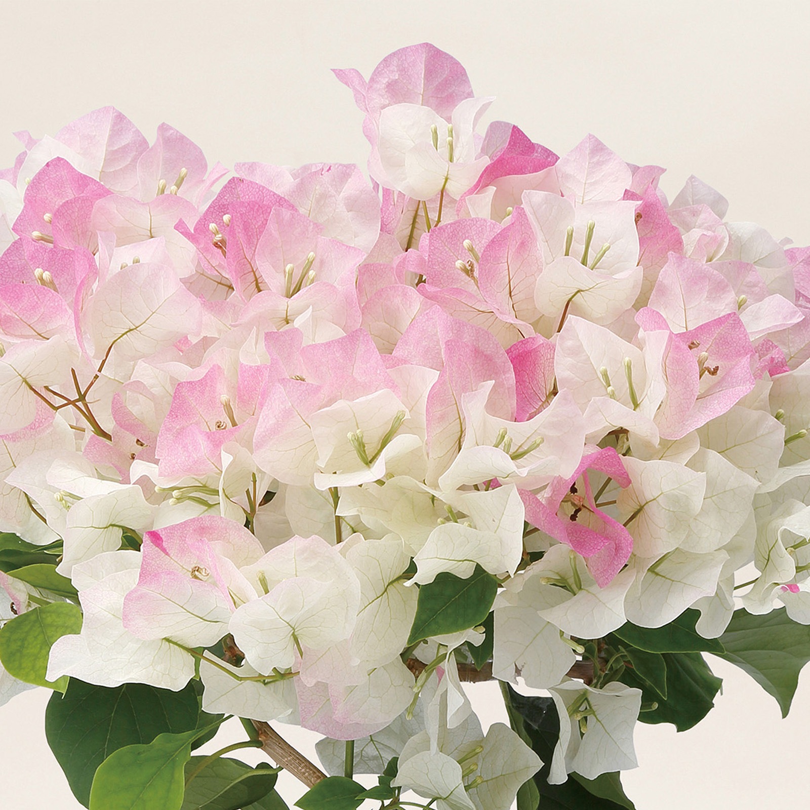 【母の日2026】ブーゲンビレア・ピンクグラデーション(5月6日(水)-5月10日(日)のお届け)