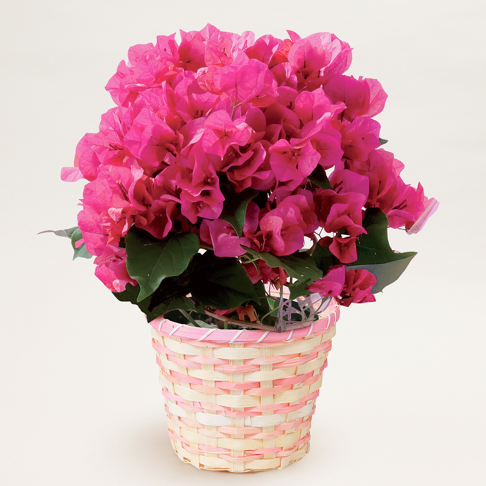 【母の日2026】ブーゲンビレア・レッド(5月6日(水)-5月10日(日)のお届け)