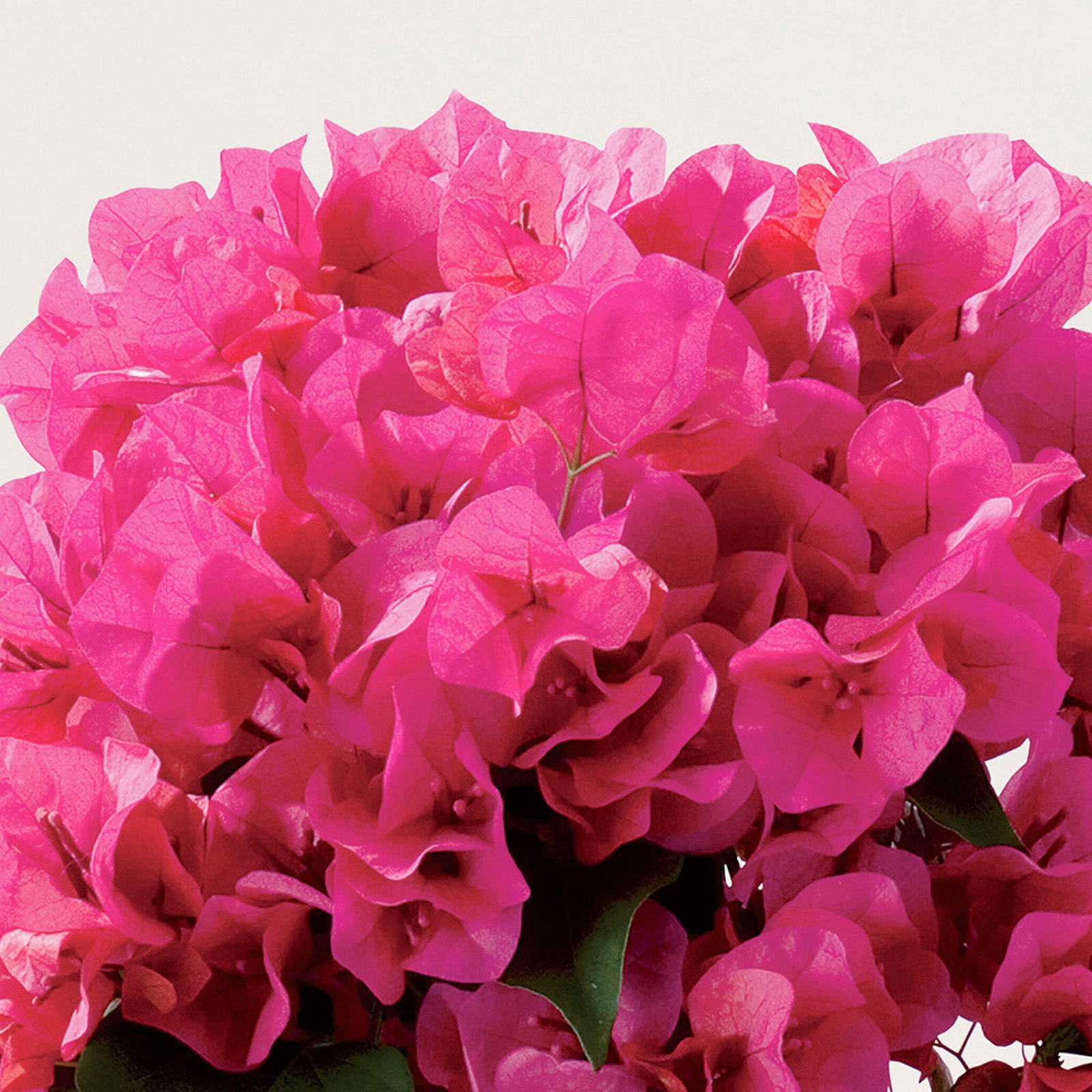 【母の日2026】ブーゲンビレア・レッド(5月6日(水)-5月10日(日)のお届け)