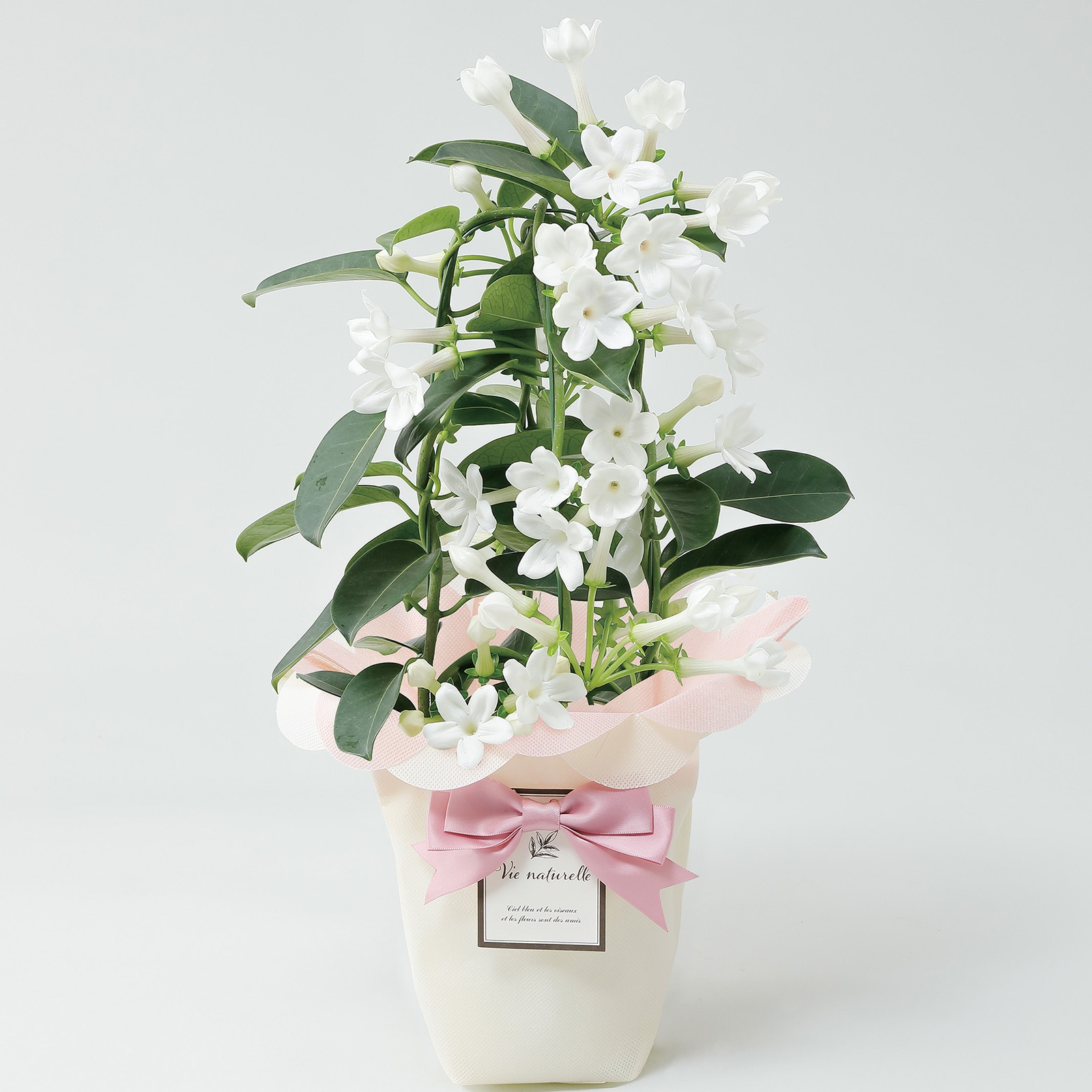 【母の日2026】マダガスカル・ジャスミン（5月6日（水）-5月10日（日）のお届け）