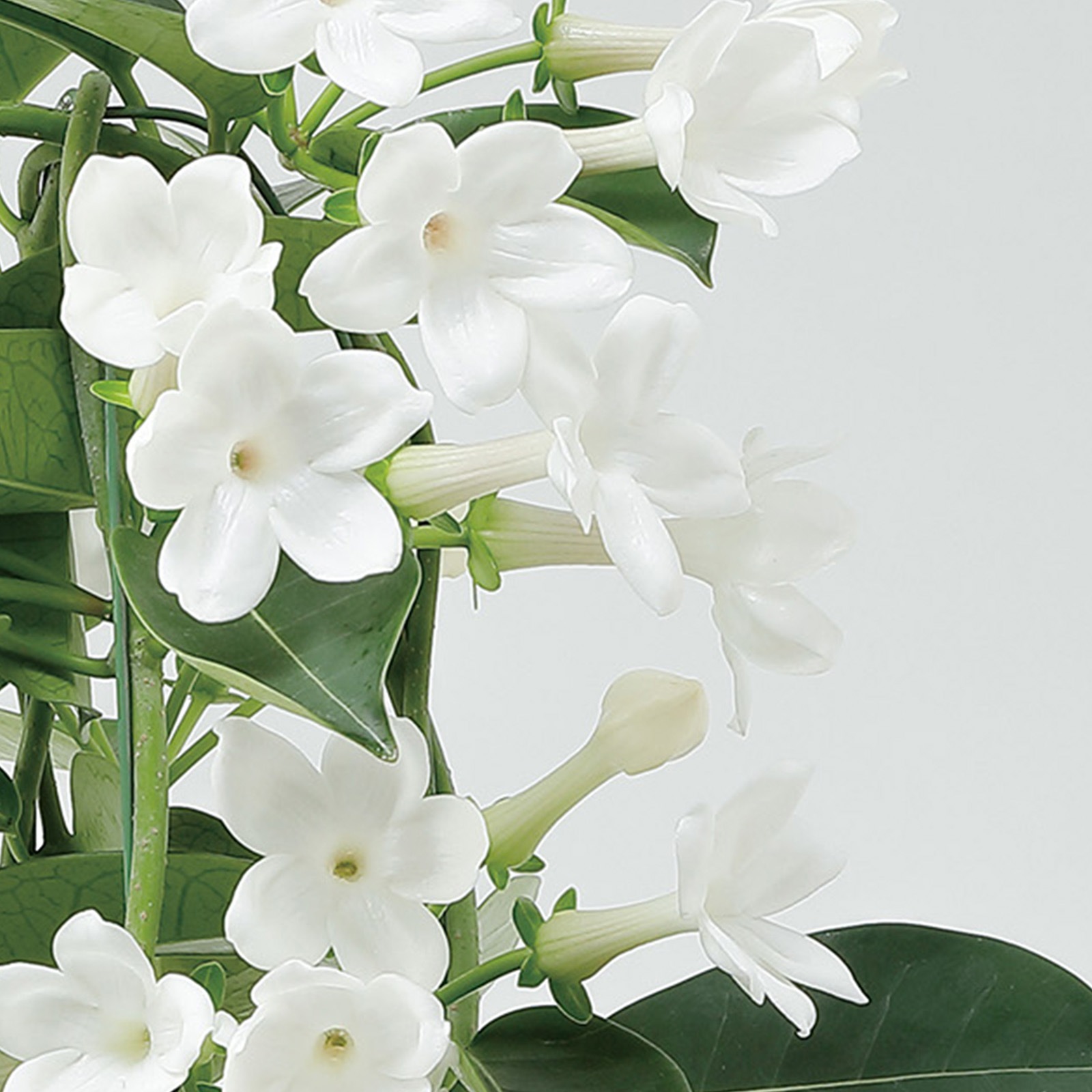 【母の日2026】マダガスカル・ジャスミン（5月6日（水）-5月10日（日）のお届け）