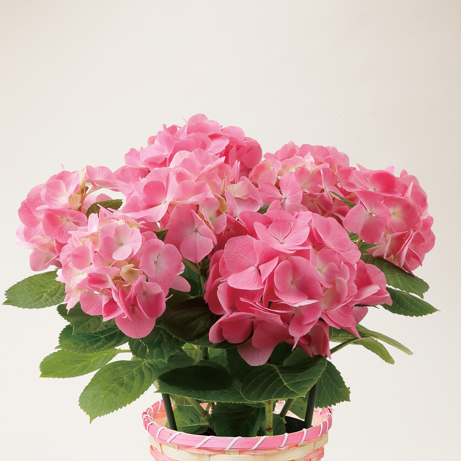 【母の日2026】アジサイ・ピンク系（5月6日（水）-5月10日（日）のお届け）