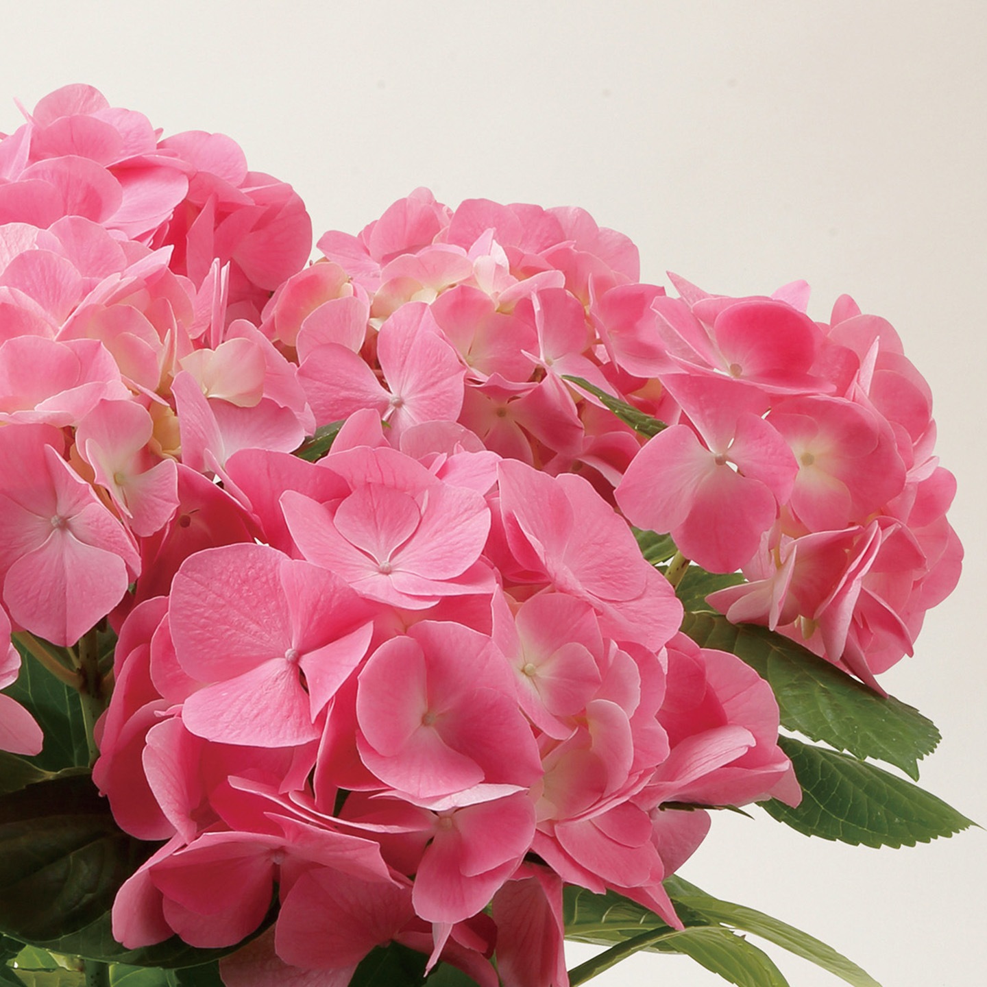 【母の日2026】アジサイ・ピンク系（5月6日（水）-5月10日（日）のお届け）