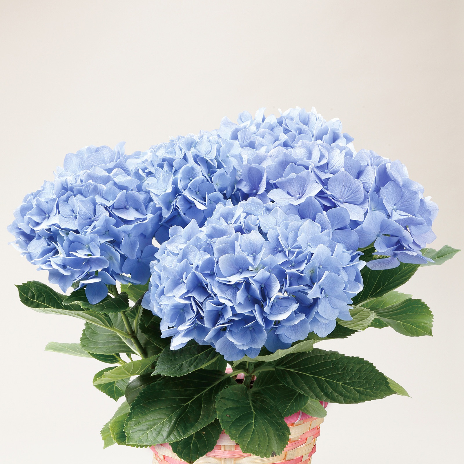 【母の日2026】アジサイ・ブルー系（5月6日（水）-5月10日（日）のお届け）