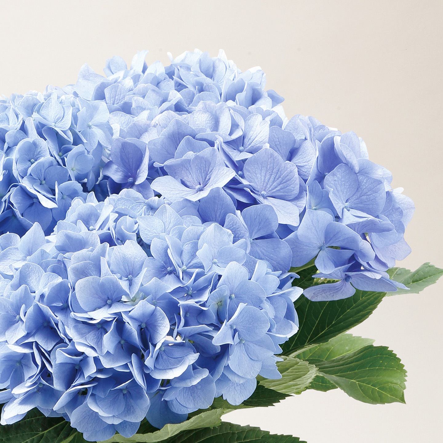 【母の日2026】アジサイ・ブルー系（5月6日（水）-5月10日（日）のお届け）