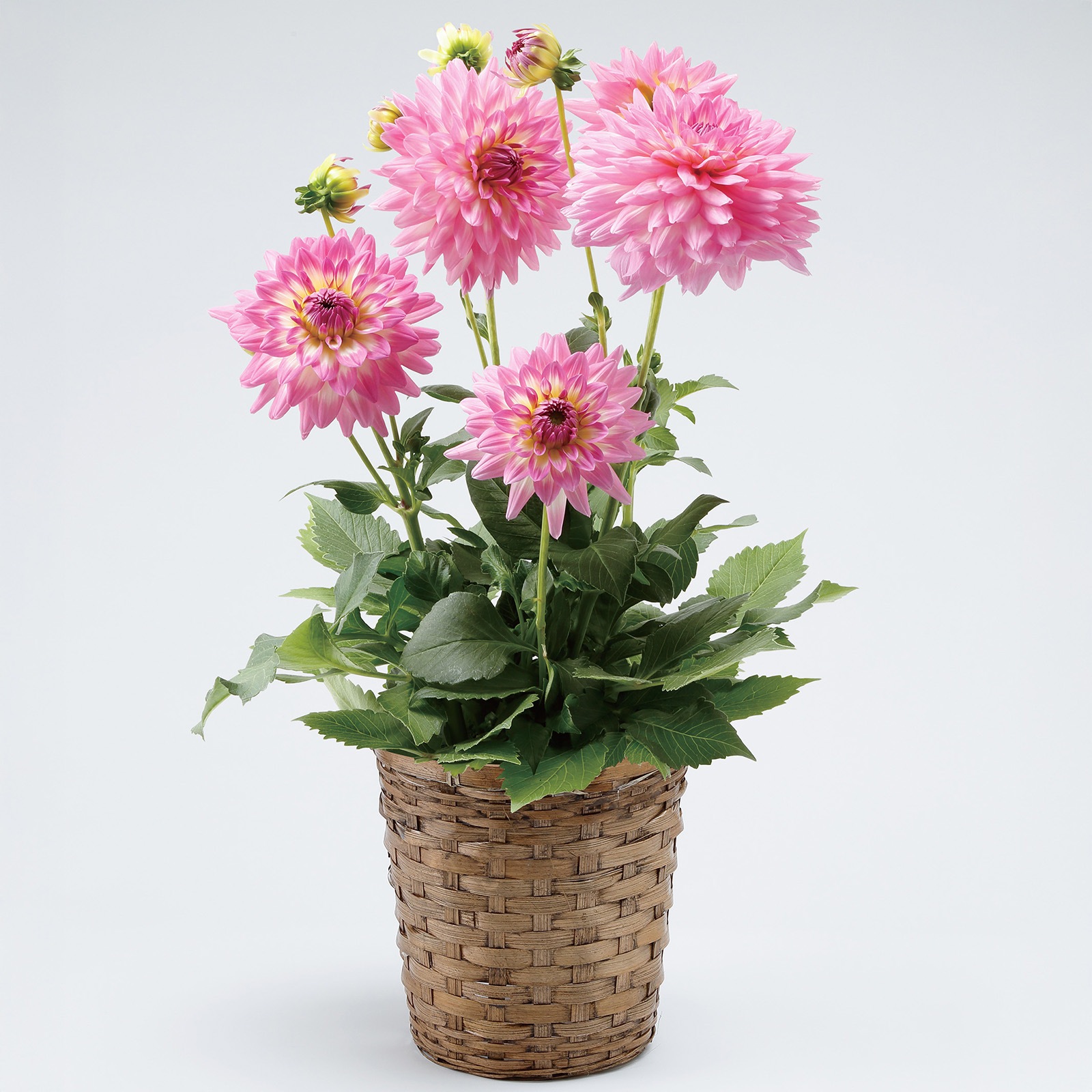 【母の日2026】ダリア・サリナス（5月6日（水）-5月10日（日）のお届け）