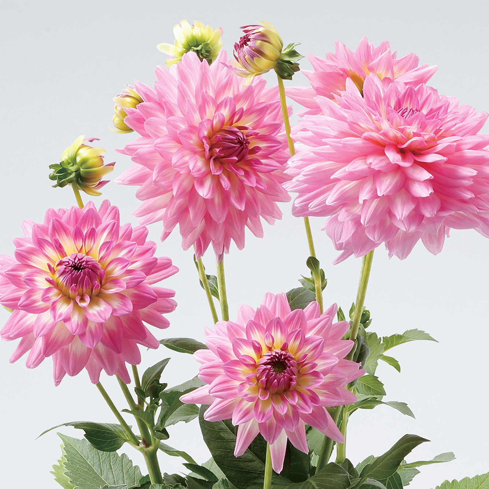 【母の日2026】ダリア・サリナス（5月6日（水）-5月10日（日）のお届け）