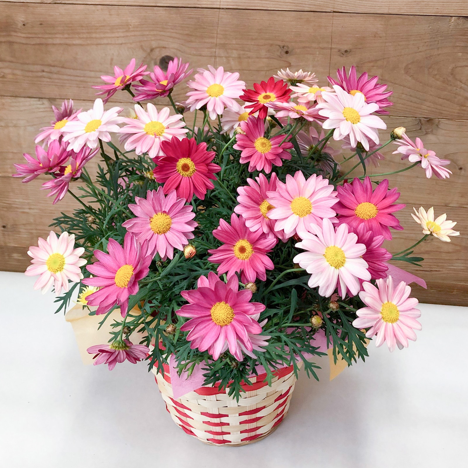 【母の日2026】マーガレット・シンプリーコーラル(5月6日(水)-5月10日(日)のお届け)