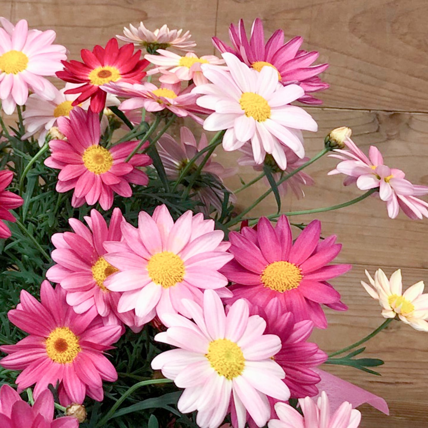 【母の日2026】マーガレット・シンプリーコーラル(5月6日(水)-5月10日(日)のお届け)