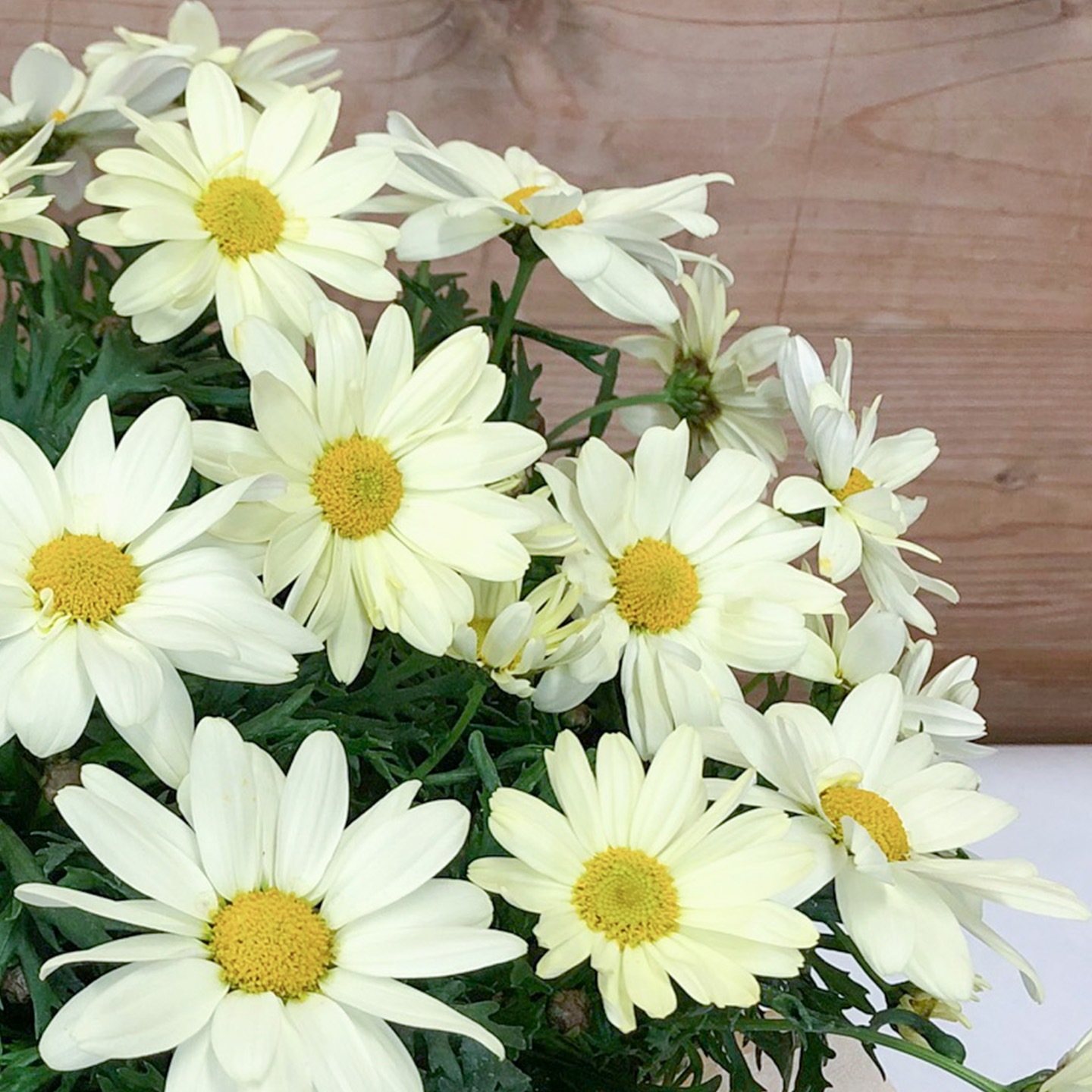 【母の日2026】マーガレット・デイジーイエロー（5月6日（水）-5月10日（日）のお届け）