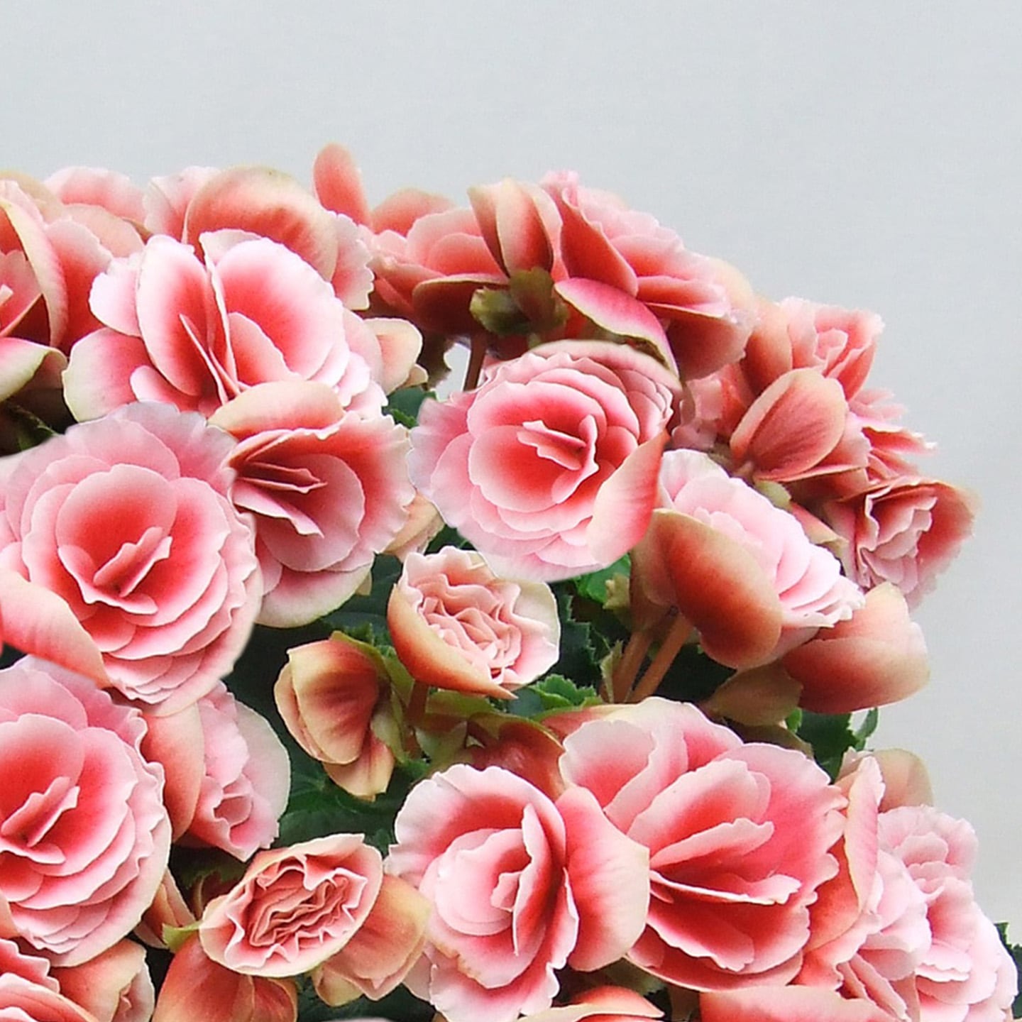 【母の日2026】ベゴニア・ボリアス(5月6日(水)-5月10日(日)のお届け)