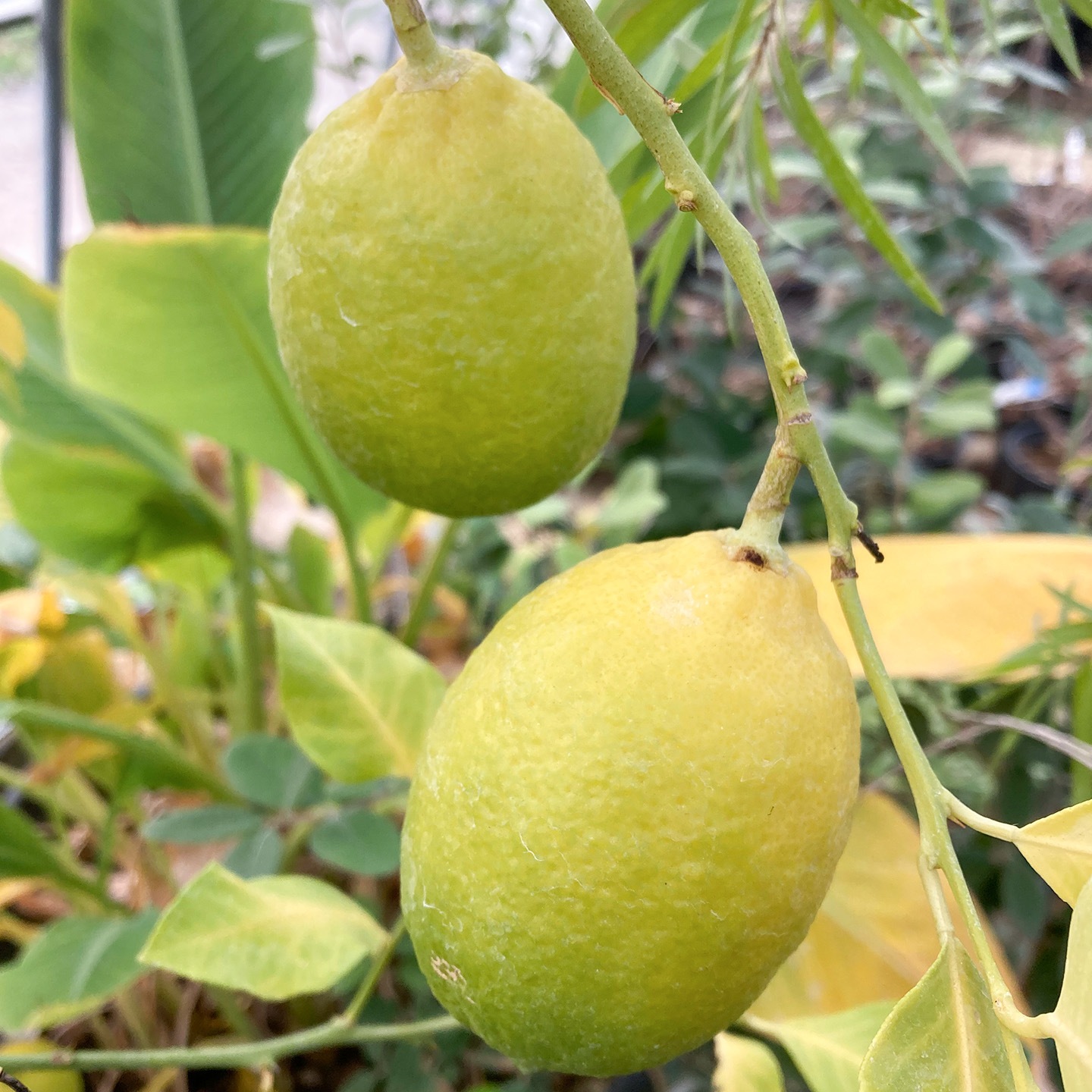 【父の日2026】レモン（6月17日（水）-6月21日（日）のお届け）