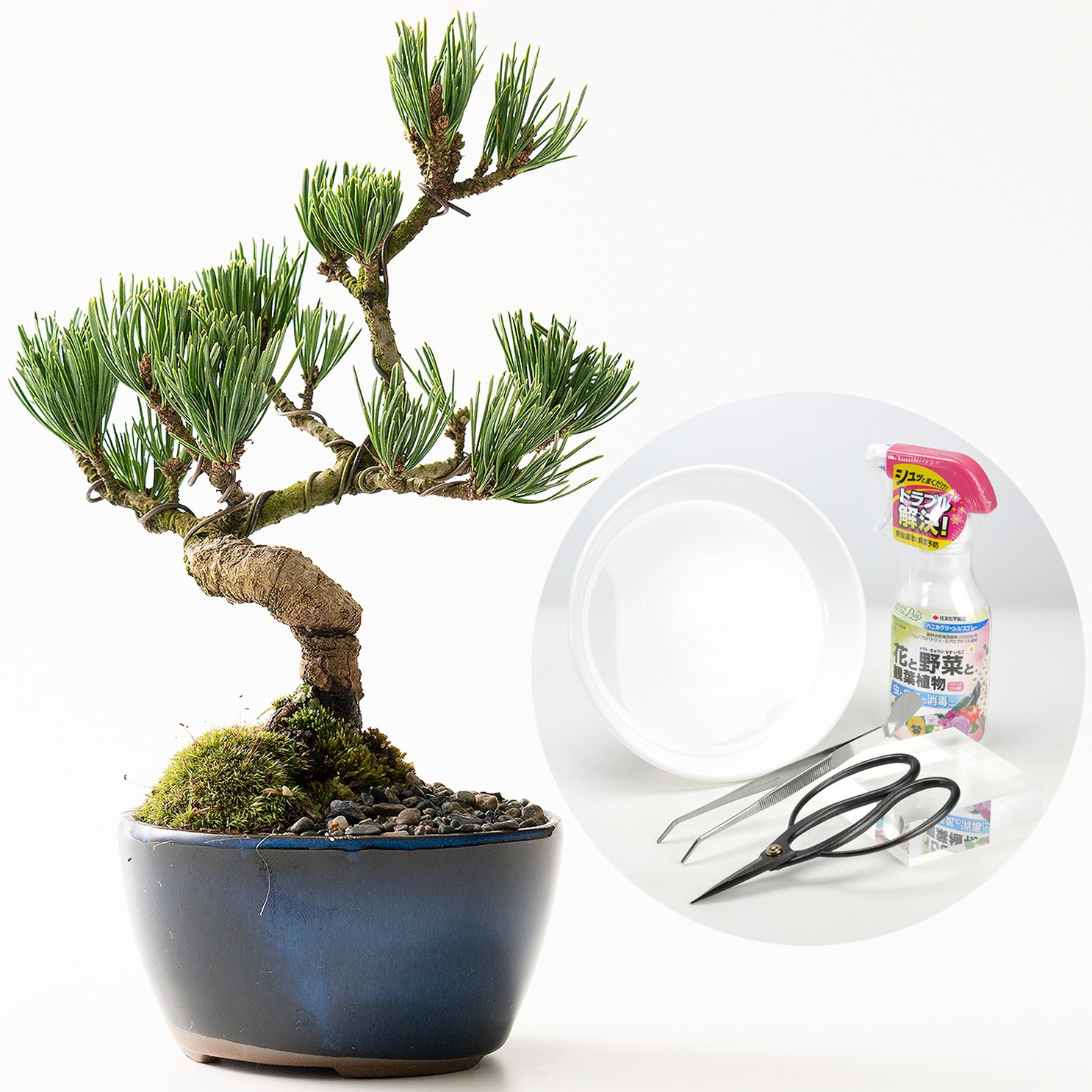 【父の日2026】ミニ五葉松の盆栽とはじめての道具セット（6月17日（水）-6月21日（日）のお届け）