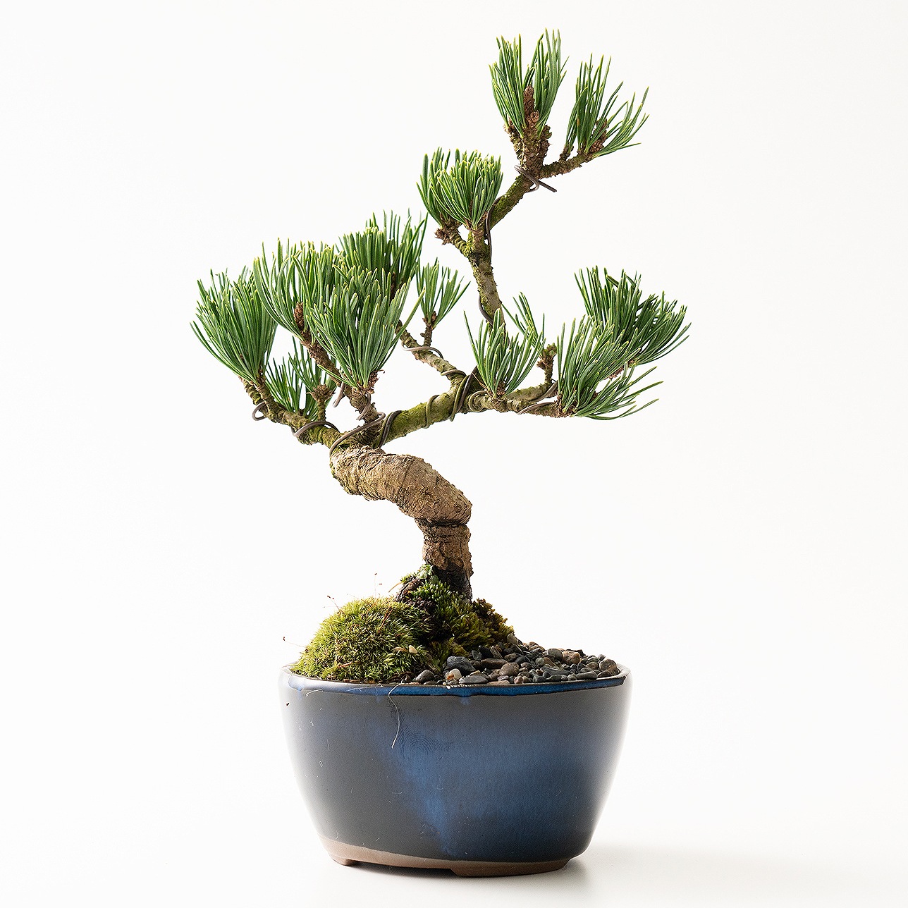【父の日2026】ミニ五葉松の盆栽とはじめての道具セット（6月17日（水）-6月21日（日）のお届け）