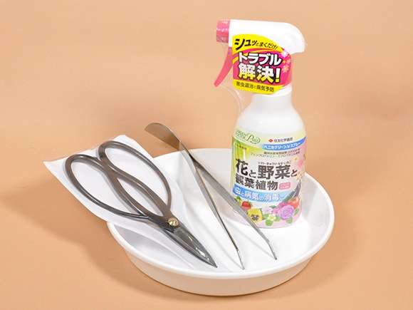 【父の日2026】ミニ五葉松の盆栽とはじめての道具セット（6月17日（水）-6月21日（日）のお届け）