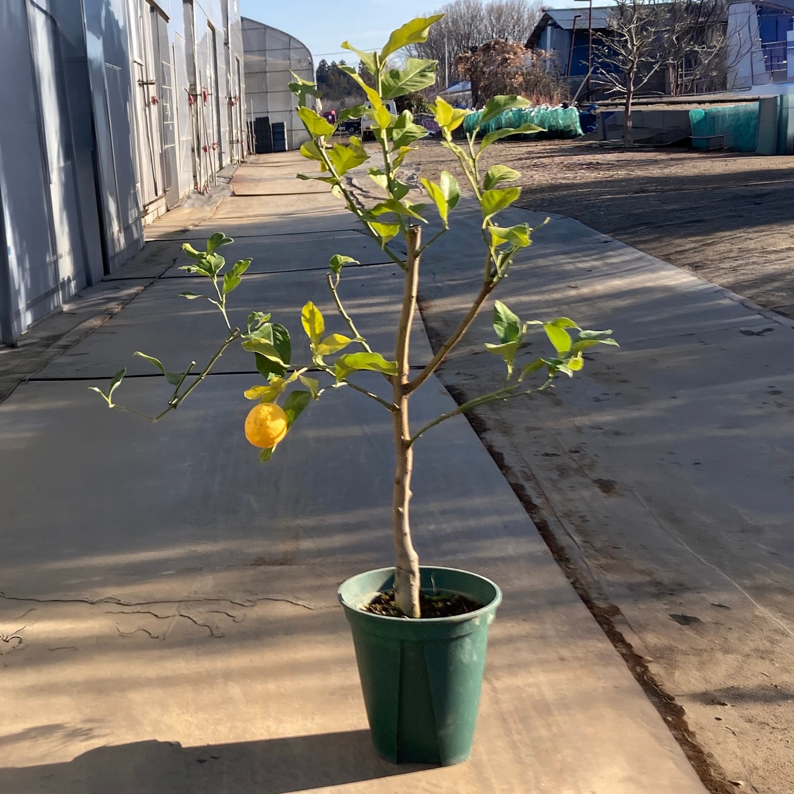 【母の日2026】レモンの木（5月6日（水）-5月10日（日）のお届け）