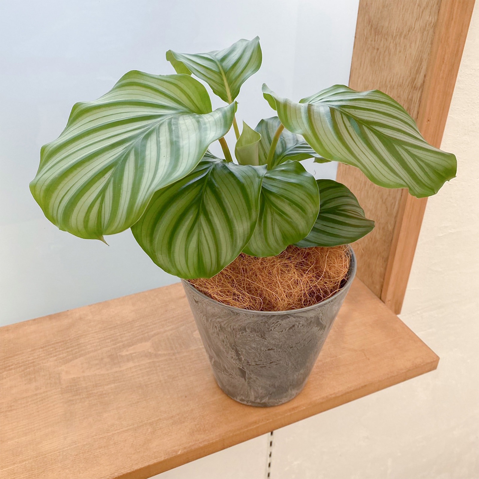 【母の日2026】オルビフォリア（5月6日（水）-5月10日（日）のお届け）