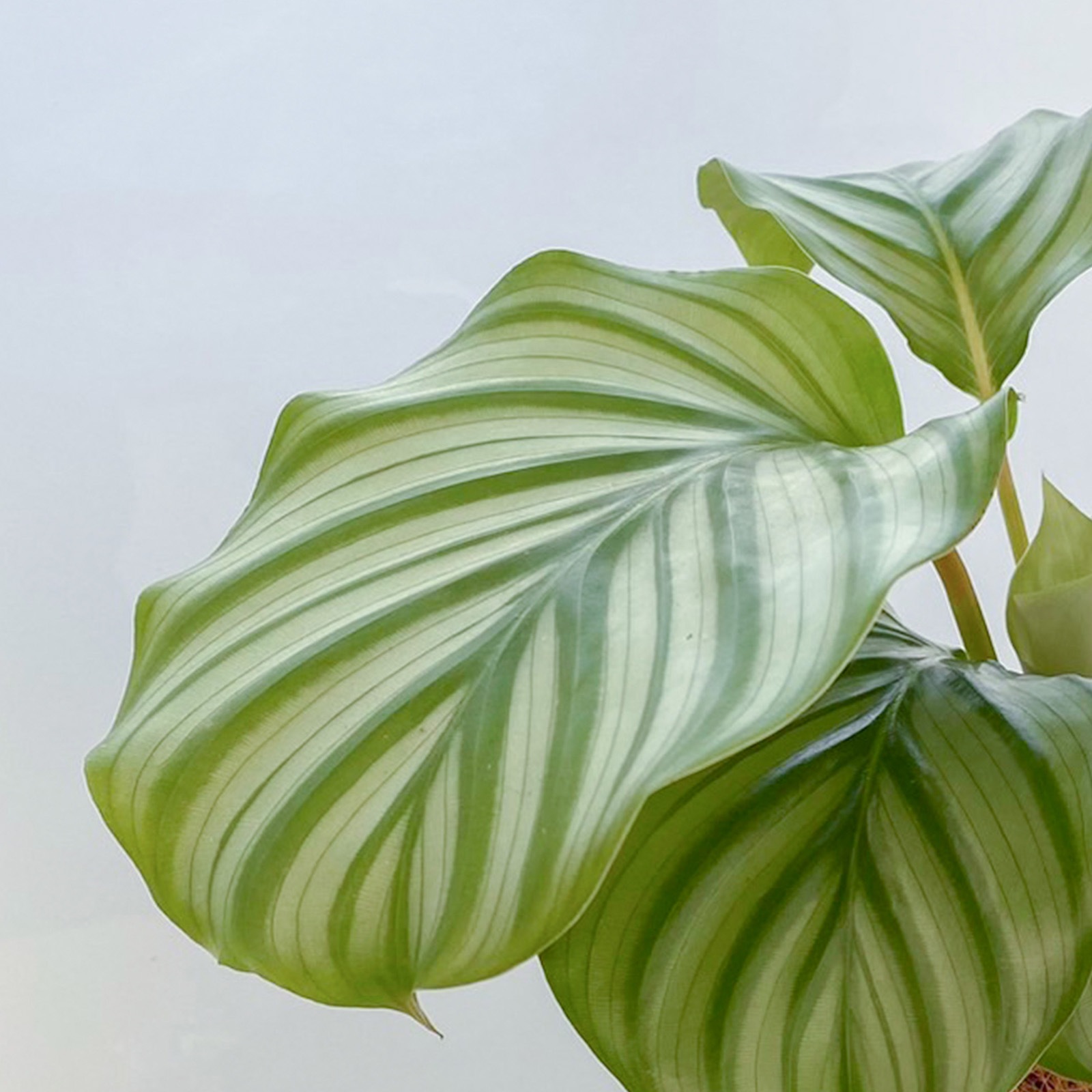 【母の日2026】オルビフォリア（5月6日（水）-5月10日（日）のお届け）