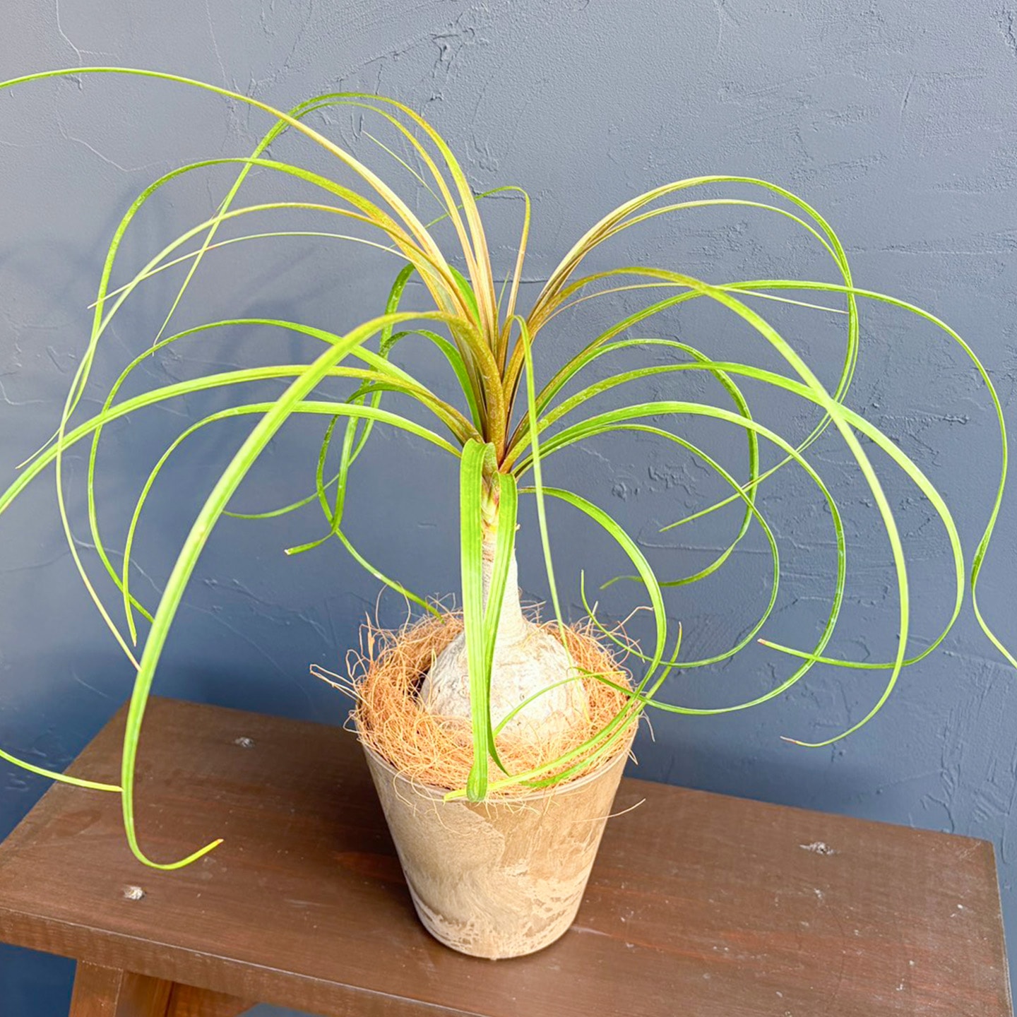 【母の日2026】ノリナ(5月6日(水)-5月10日(日)のお届け)